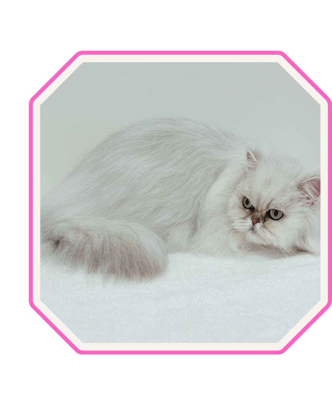 White Persian cat cleaned and shampooed.