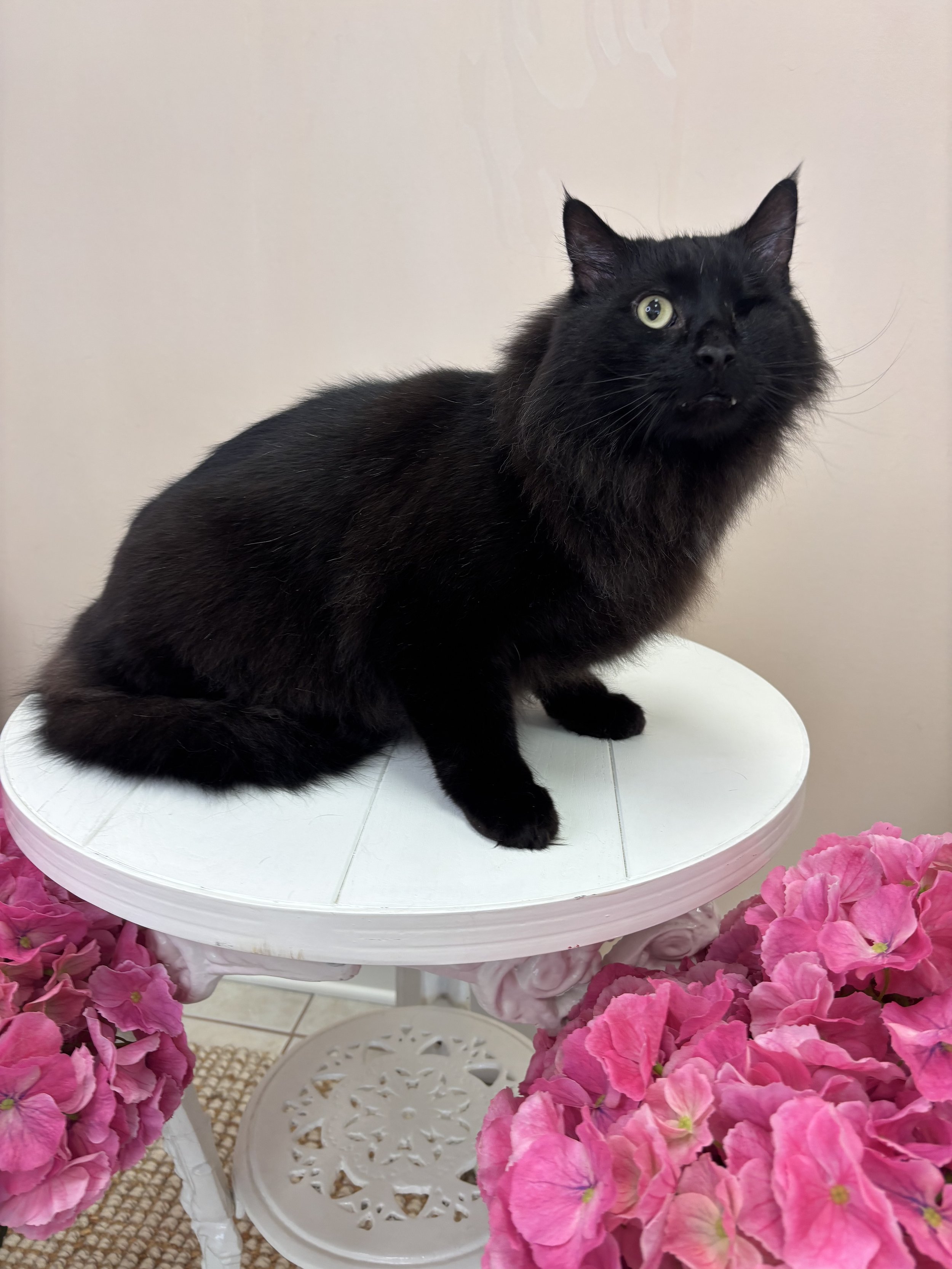 Black cat bathed with shampoo. 