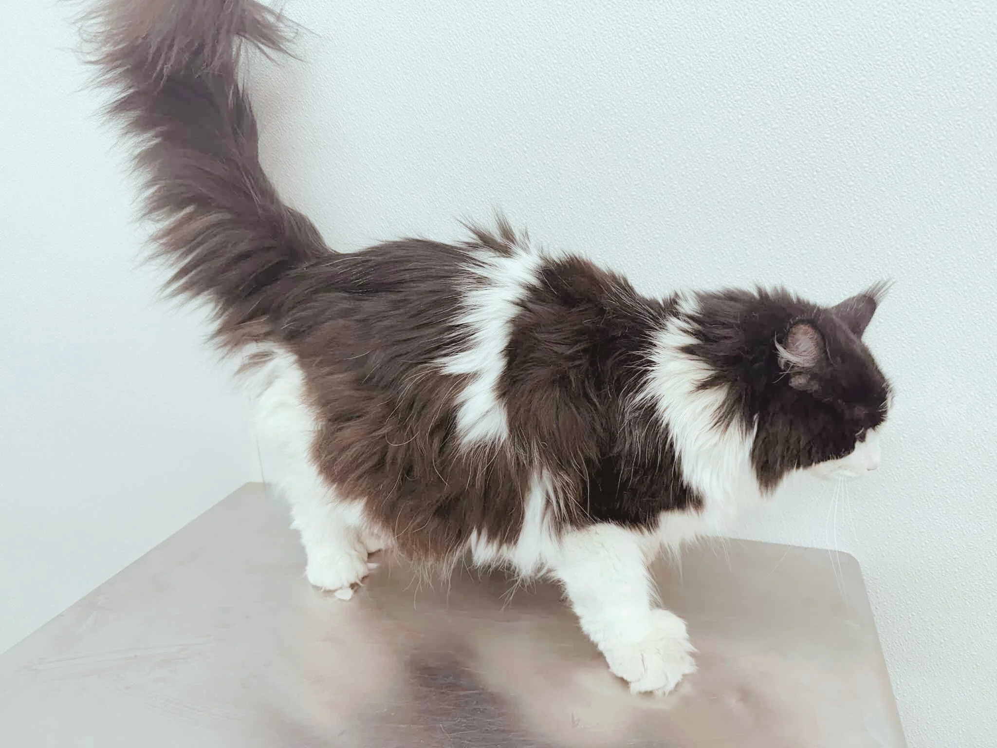 Before: Greasy, Dull Coat, Dandruff Down the Spine