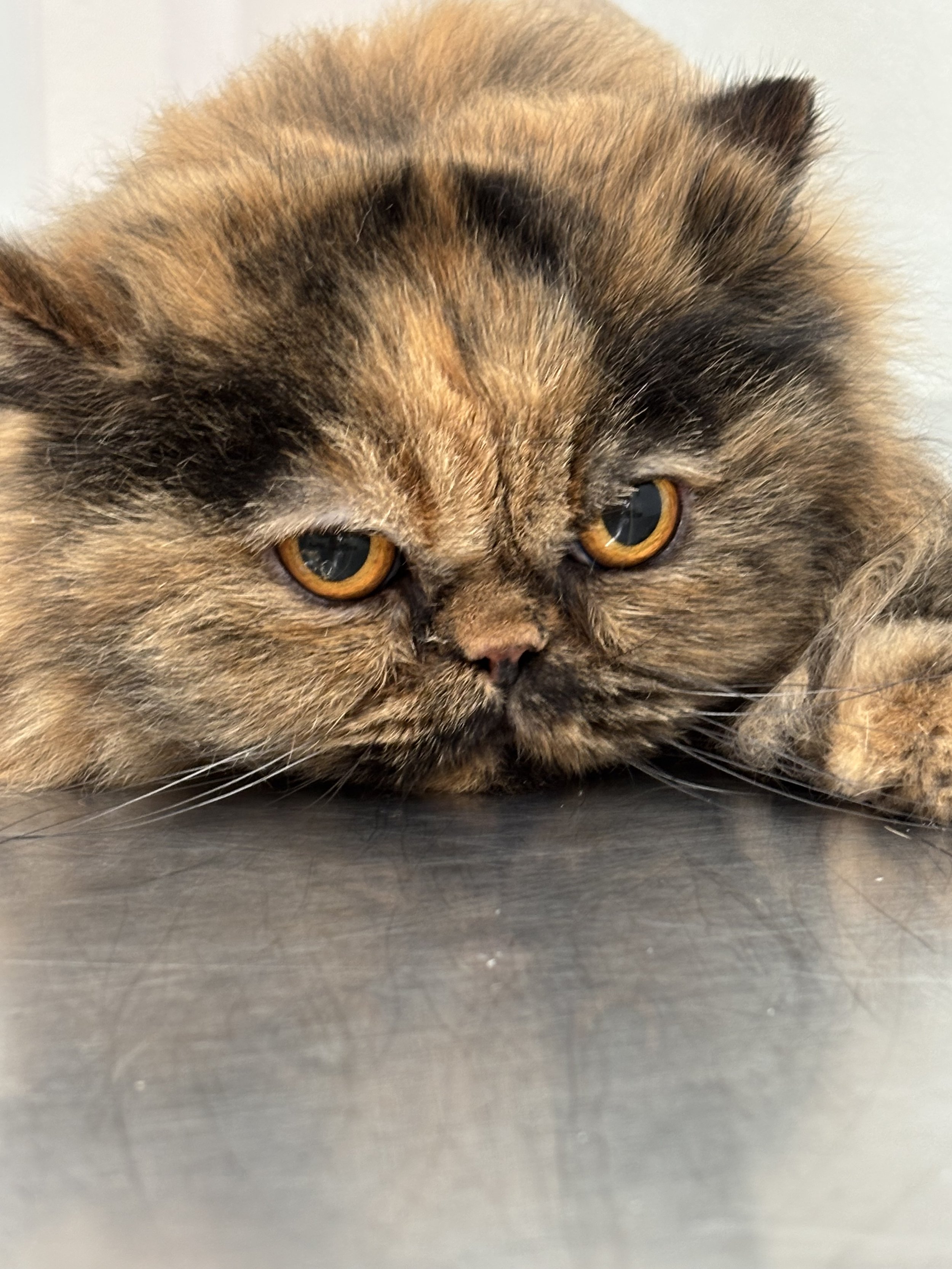 Full tortie Persian face groom at cat grooming salon.