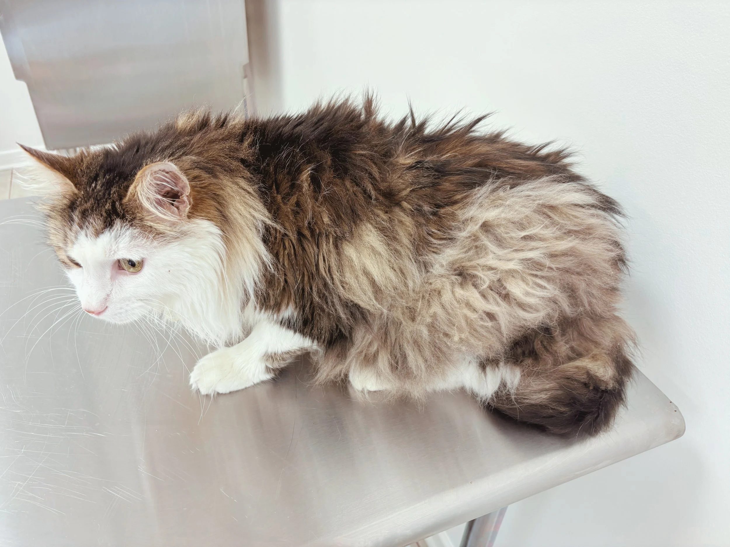 Before: Greasy, Matted, Unsanitary Area, Long-Haired 