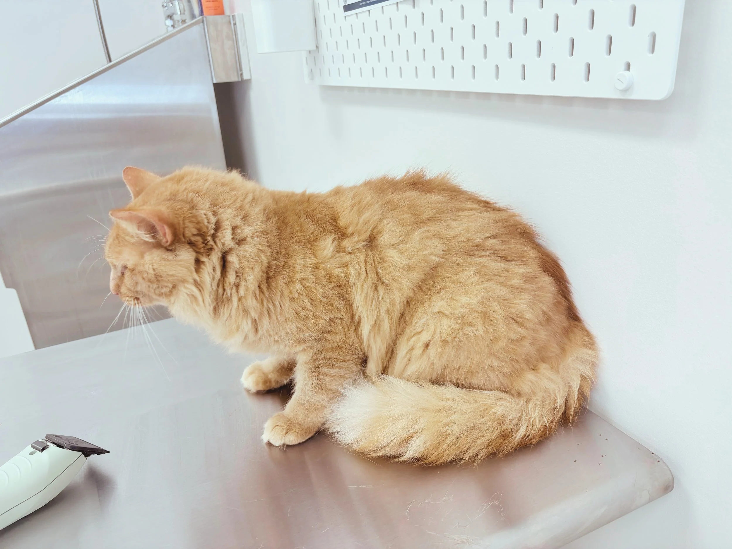 Before: Never been Groomed Kitty, Greasy Coat, Shedding, Needed Sanitary Trim