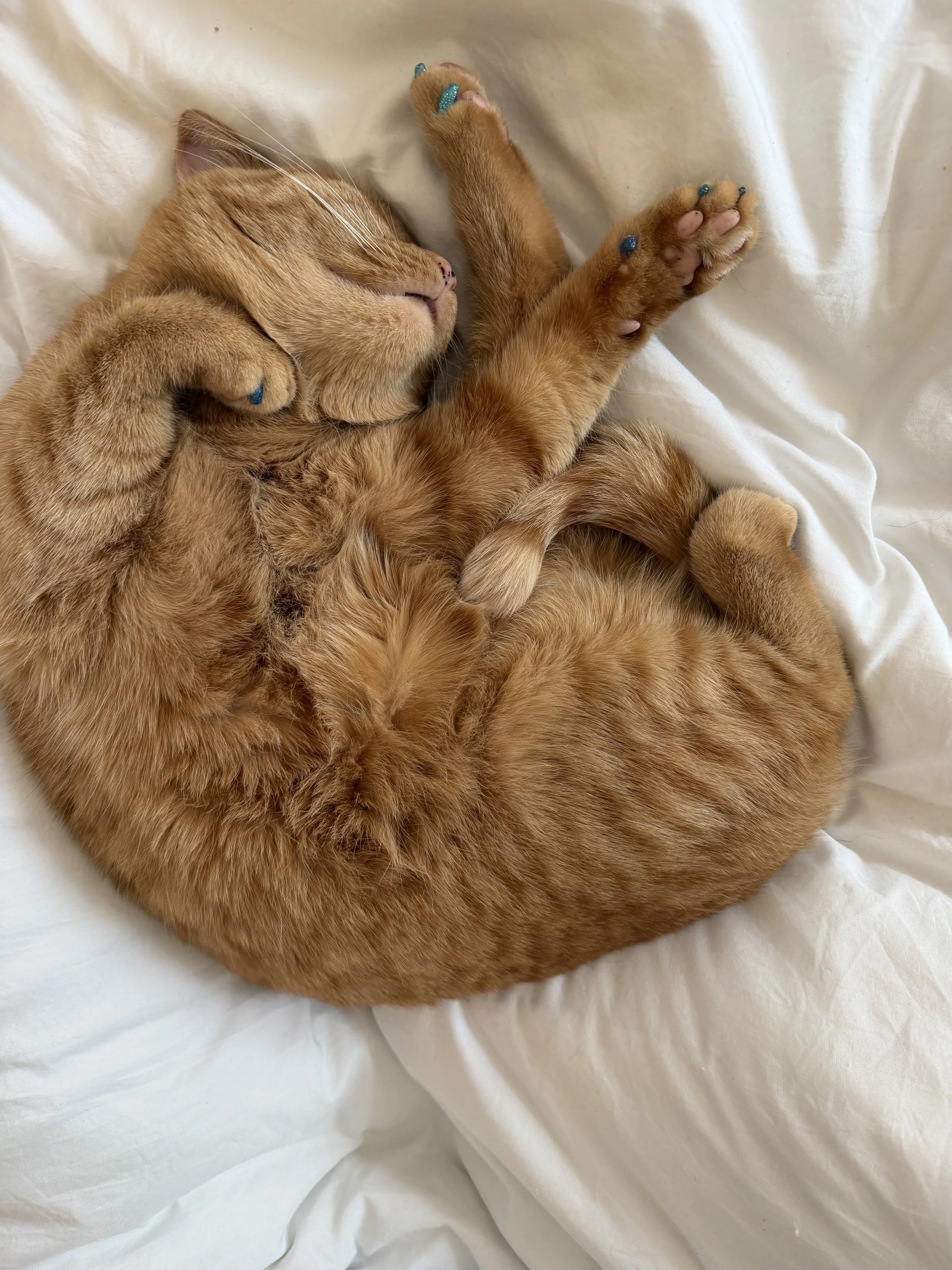 Orange cat laying in white bed with nail caps on her front claws