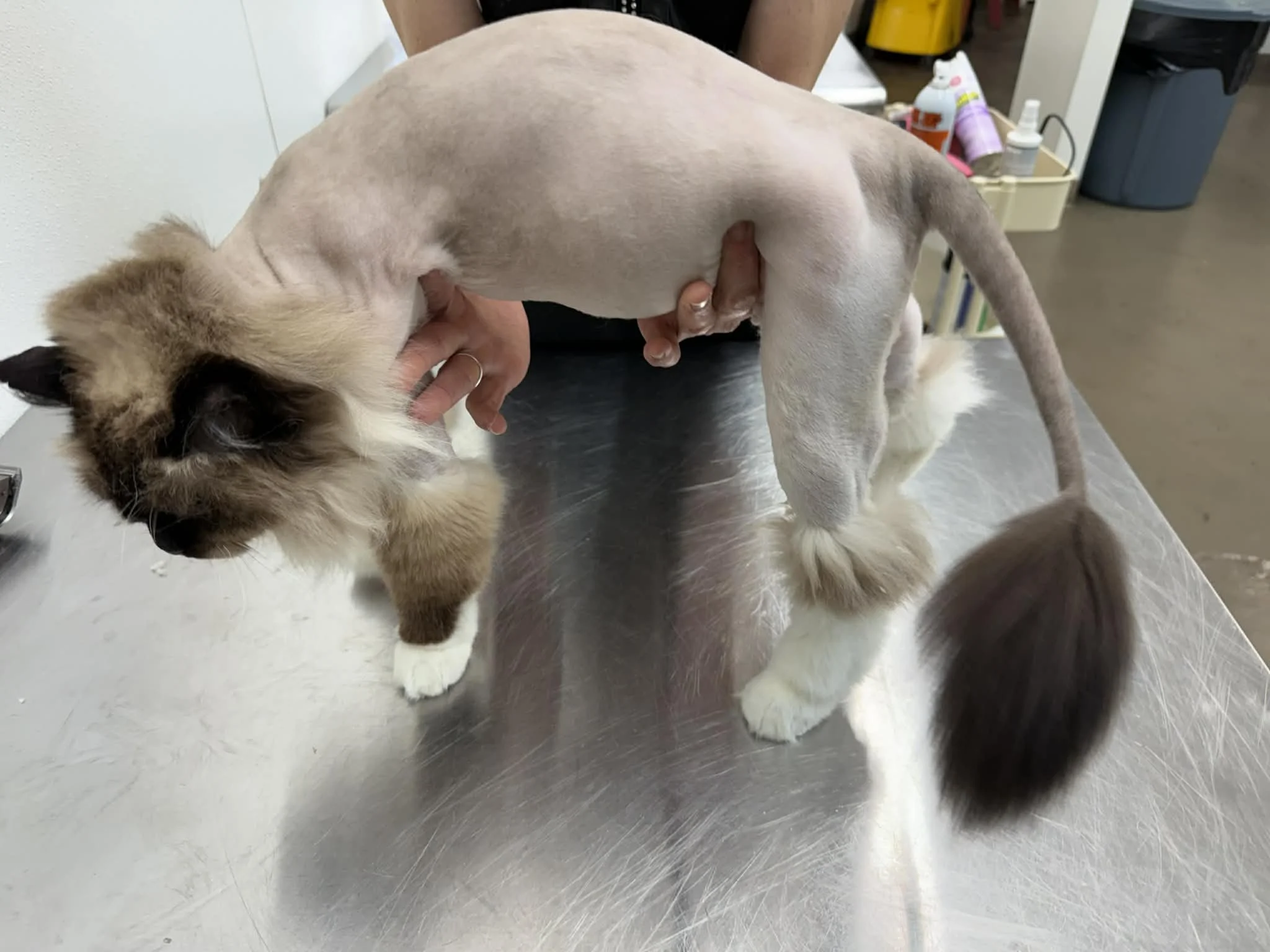 Lion cut on a fully groomed ragdoll.