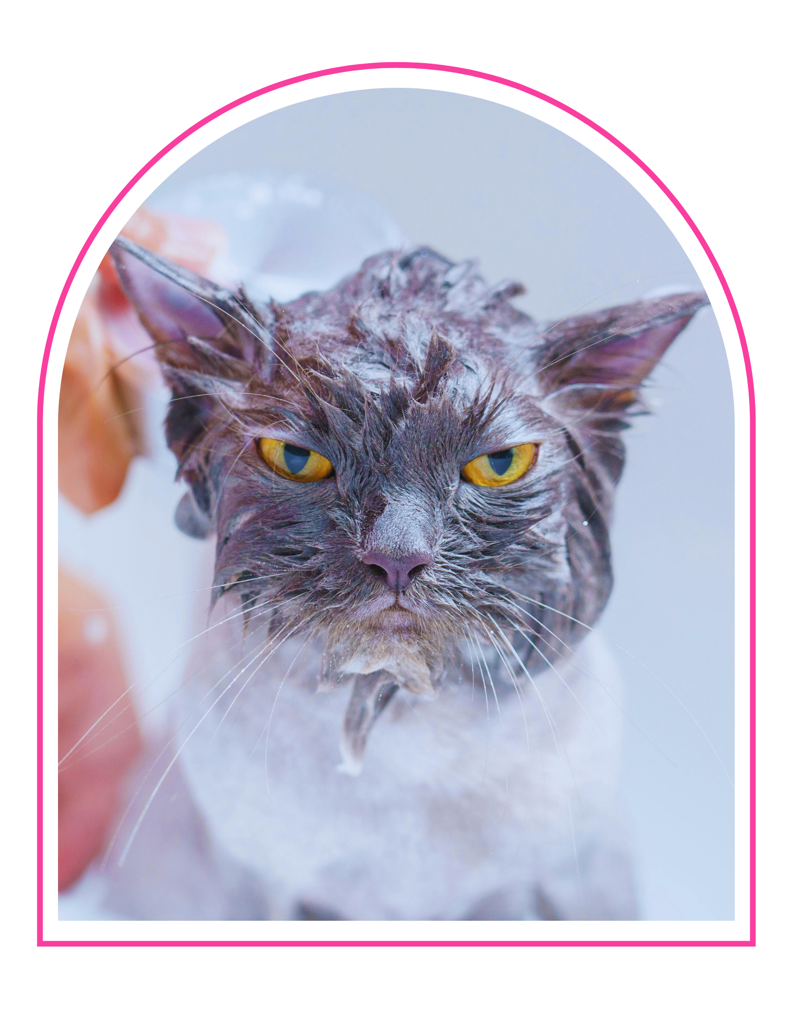 A wet gray cat with yellow eyes getting a bath.