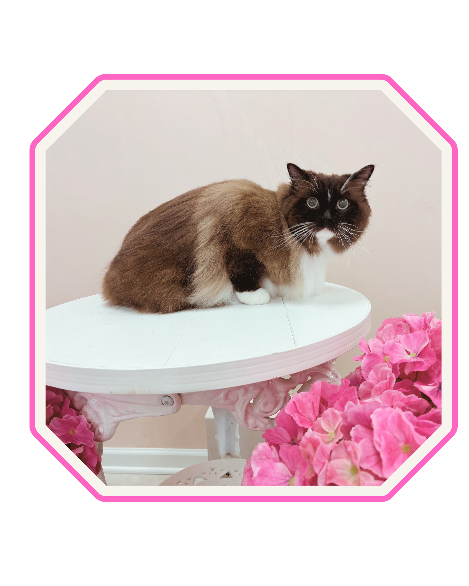 This is a groomed ragdoll.