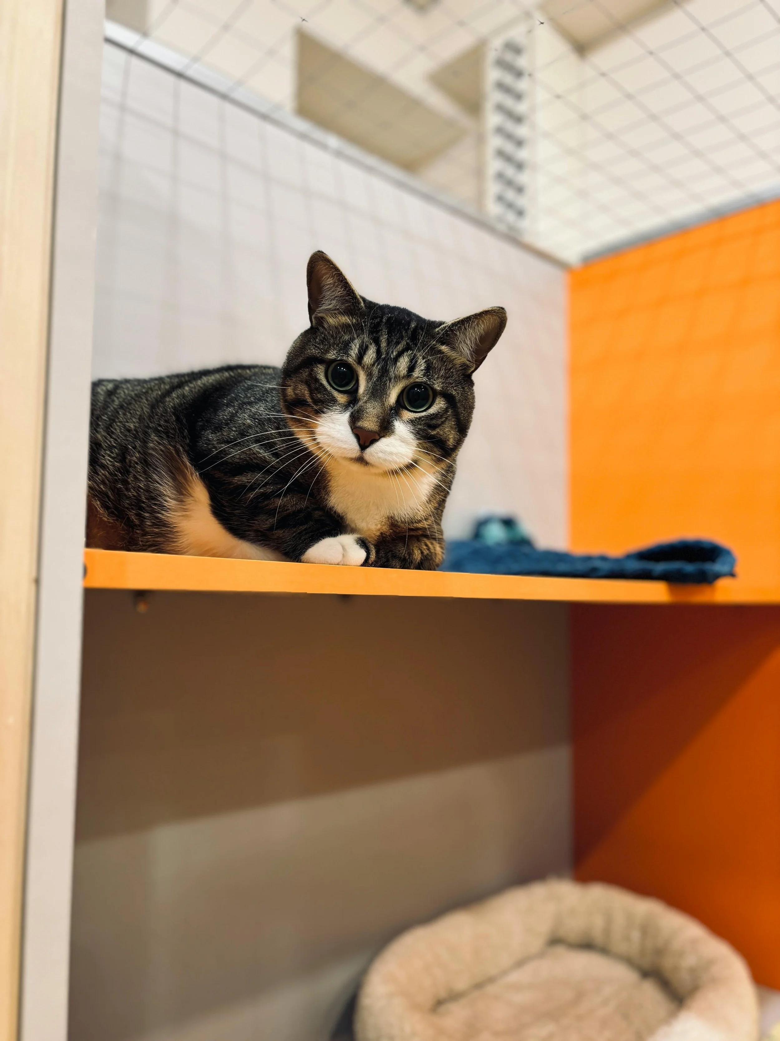 A tabby cat with white paws and a white chest lying on an orange shelf in a cattery or animal shelter, looking at the camera with wide eyes.