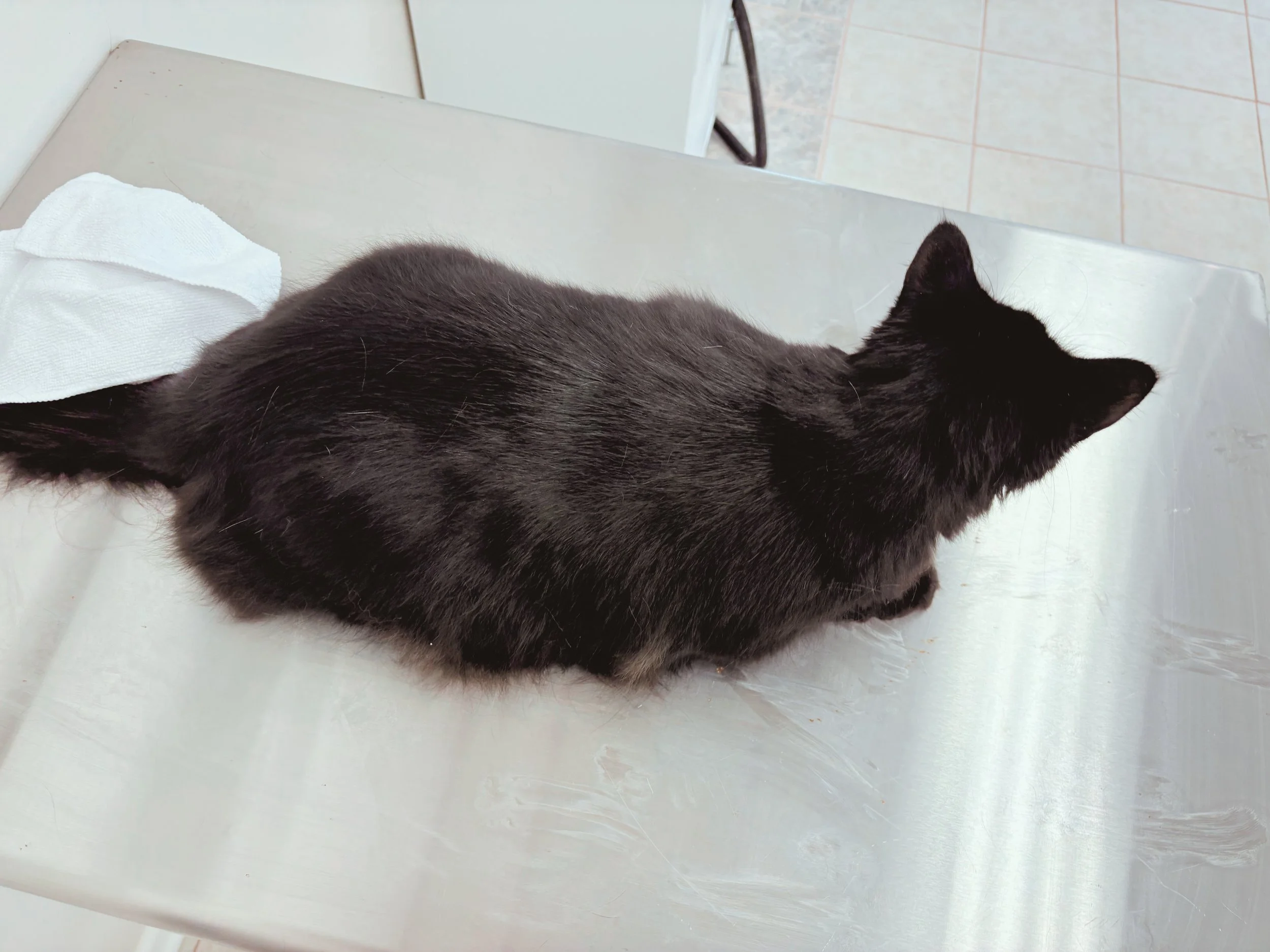 After: Restored Brilliance to Her Coat, Eliminated Dandruff, Clipped Claws, Removed Crust, De-Shed, Long-Haired Minimalist Service