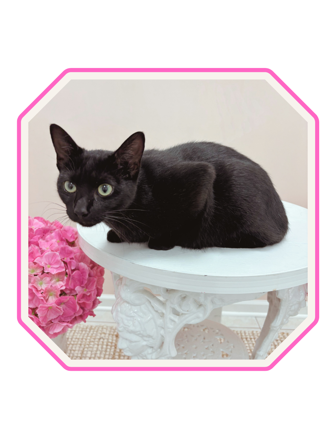 Black cat standing on table after being professionally groomed.