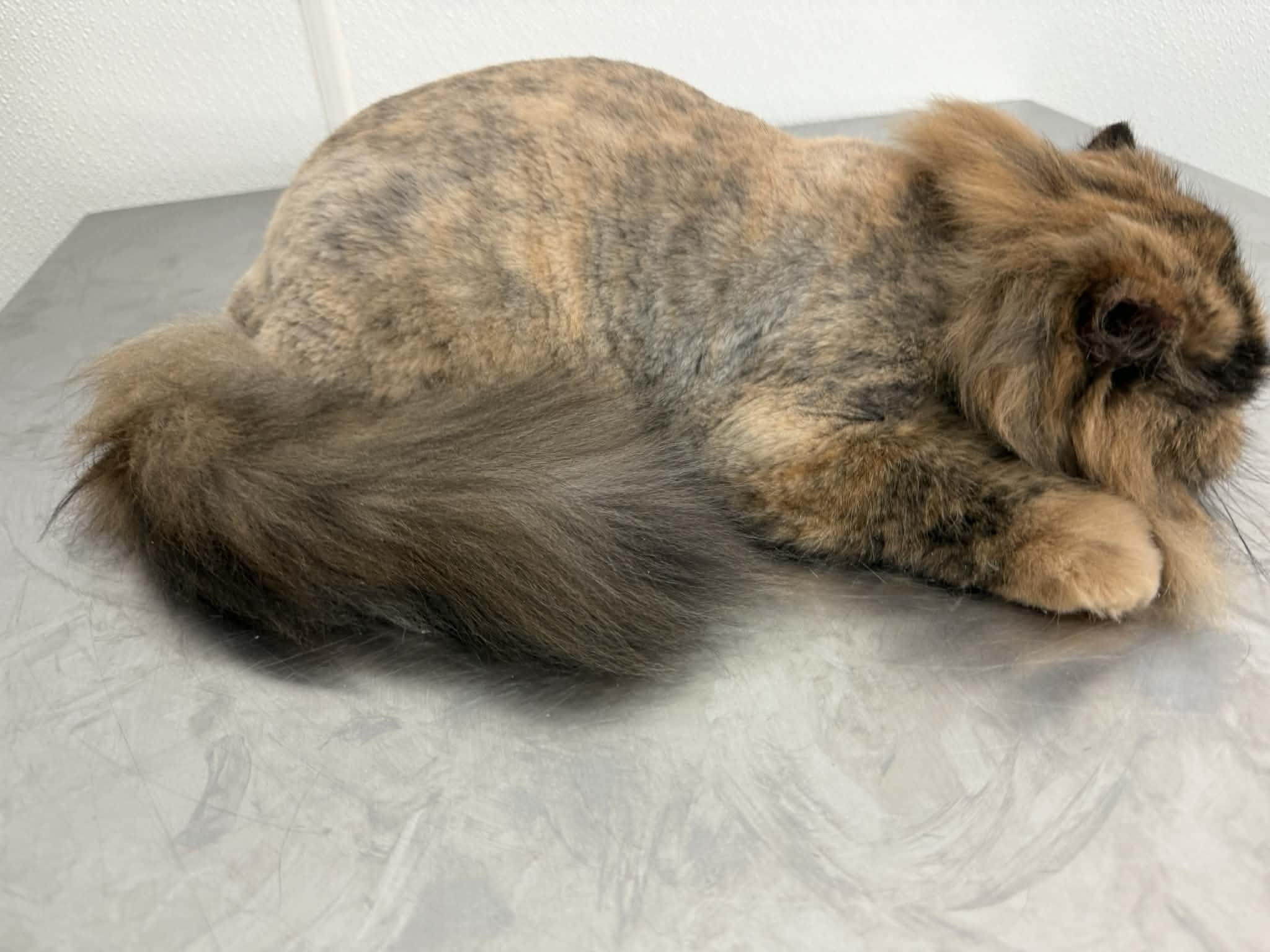 Professional Comb Cut on Daisy the Persian