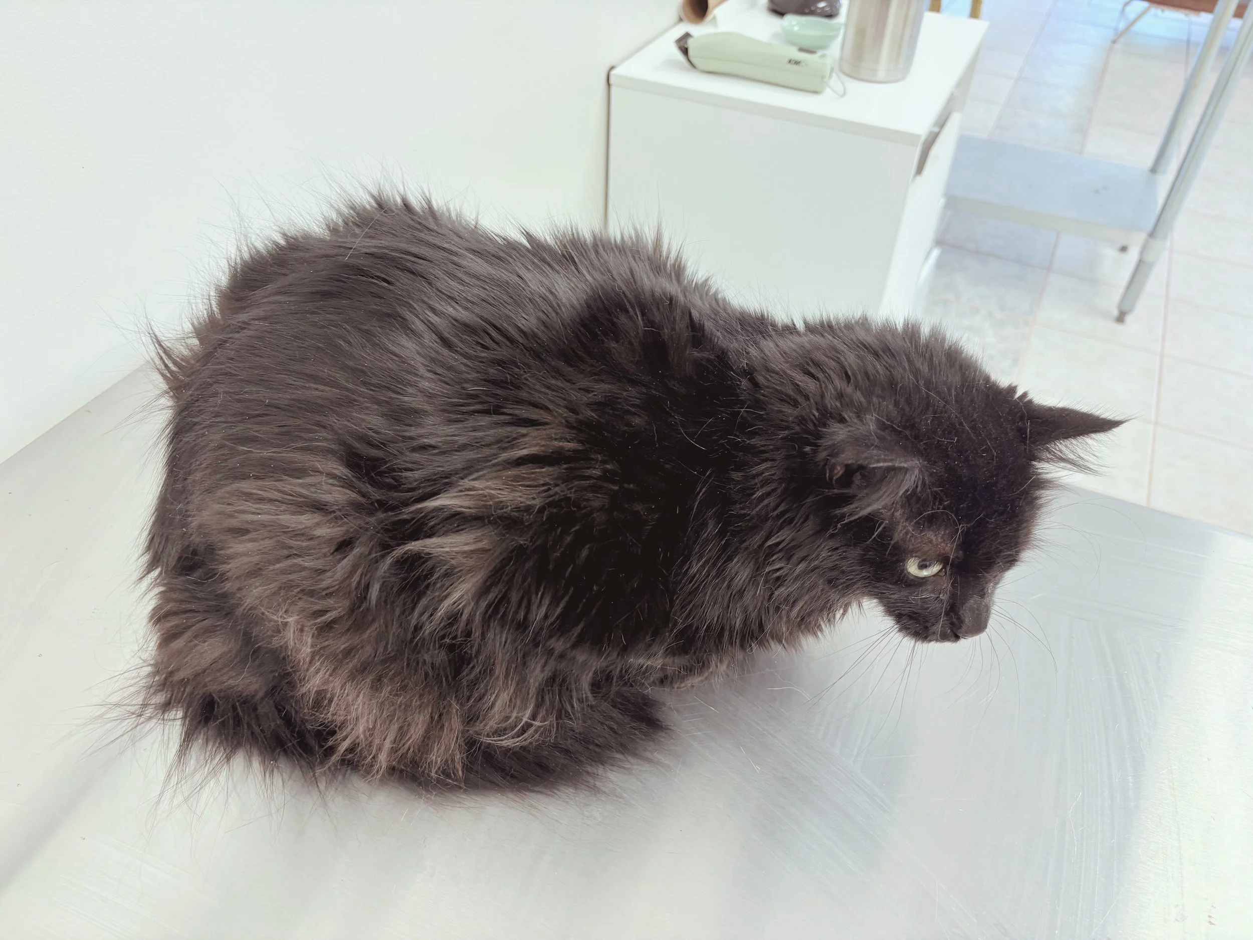 Before: Sharp, Long Claws, Heavy Dandruff, Greasy and Dirty Coat,  Crusty Eyes