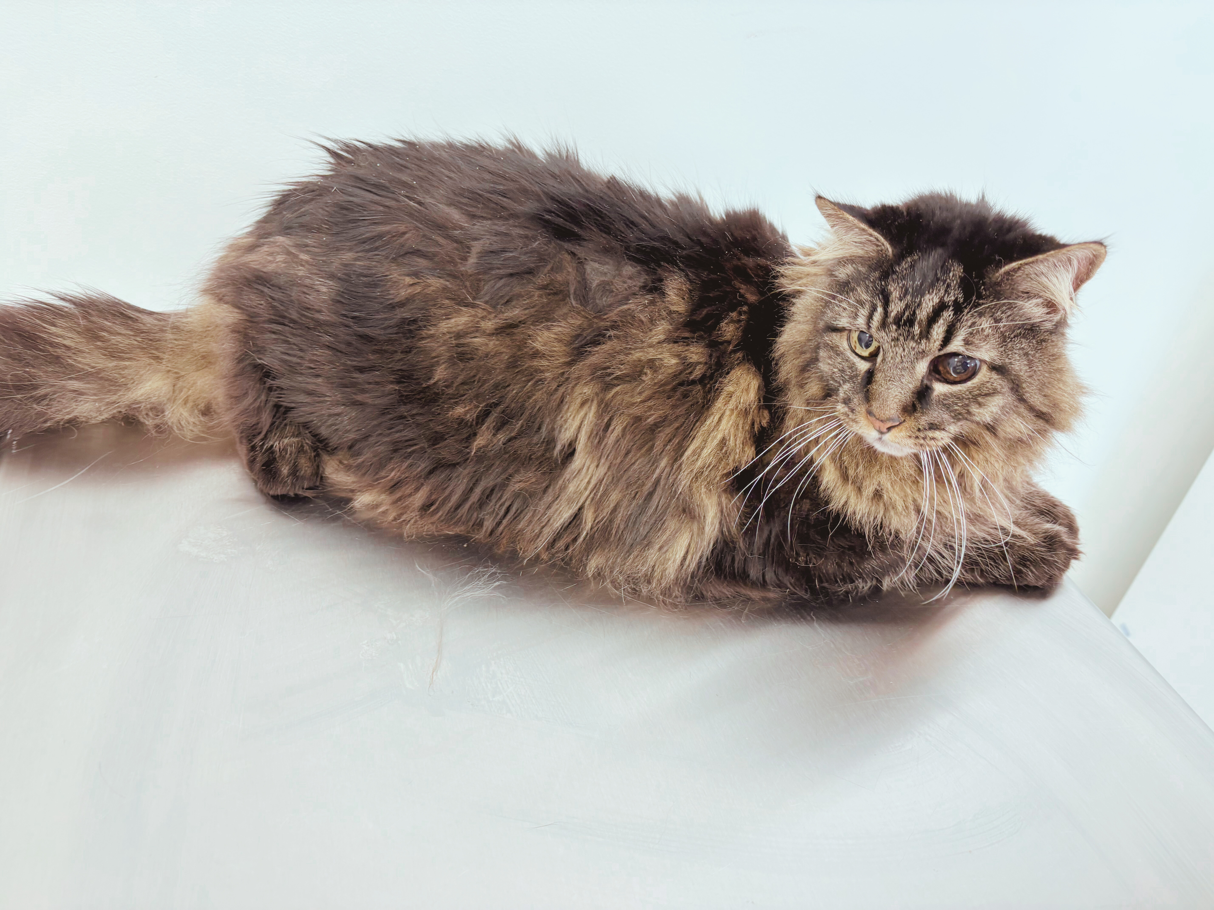 Before: Senior Kitty Unable to Groom Anymore, Severely Matted, Heavy Dandruff, Fecal Matter Stuck in Paws & Tail