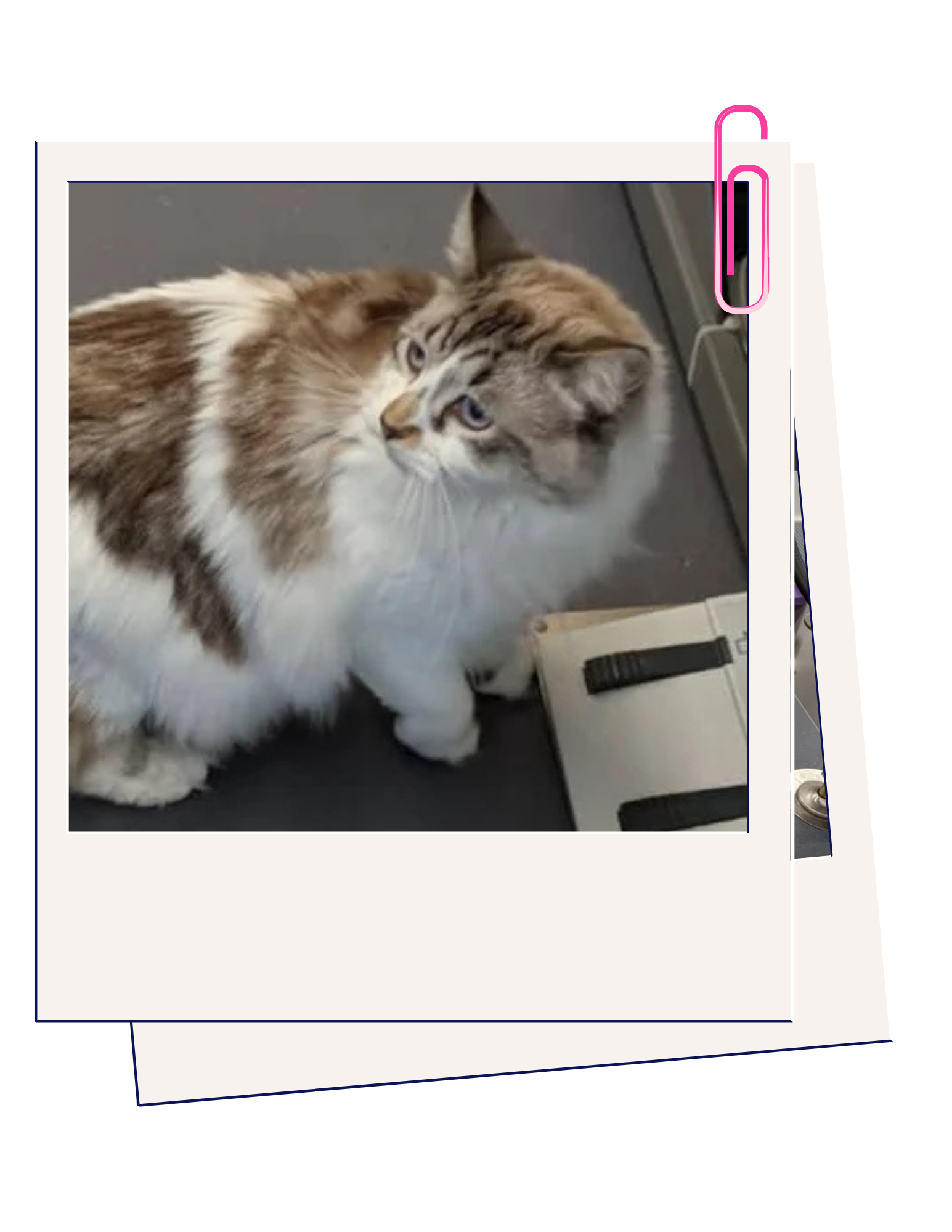 A fluffy white and brown cat with pointed ears and blue eyes sitting on a gray surface next to a white electronic device.