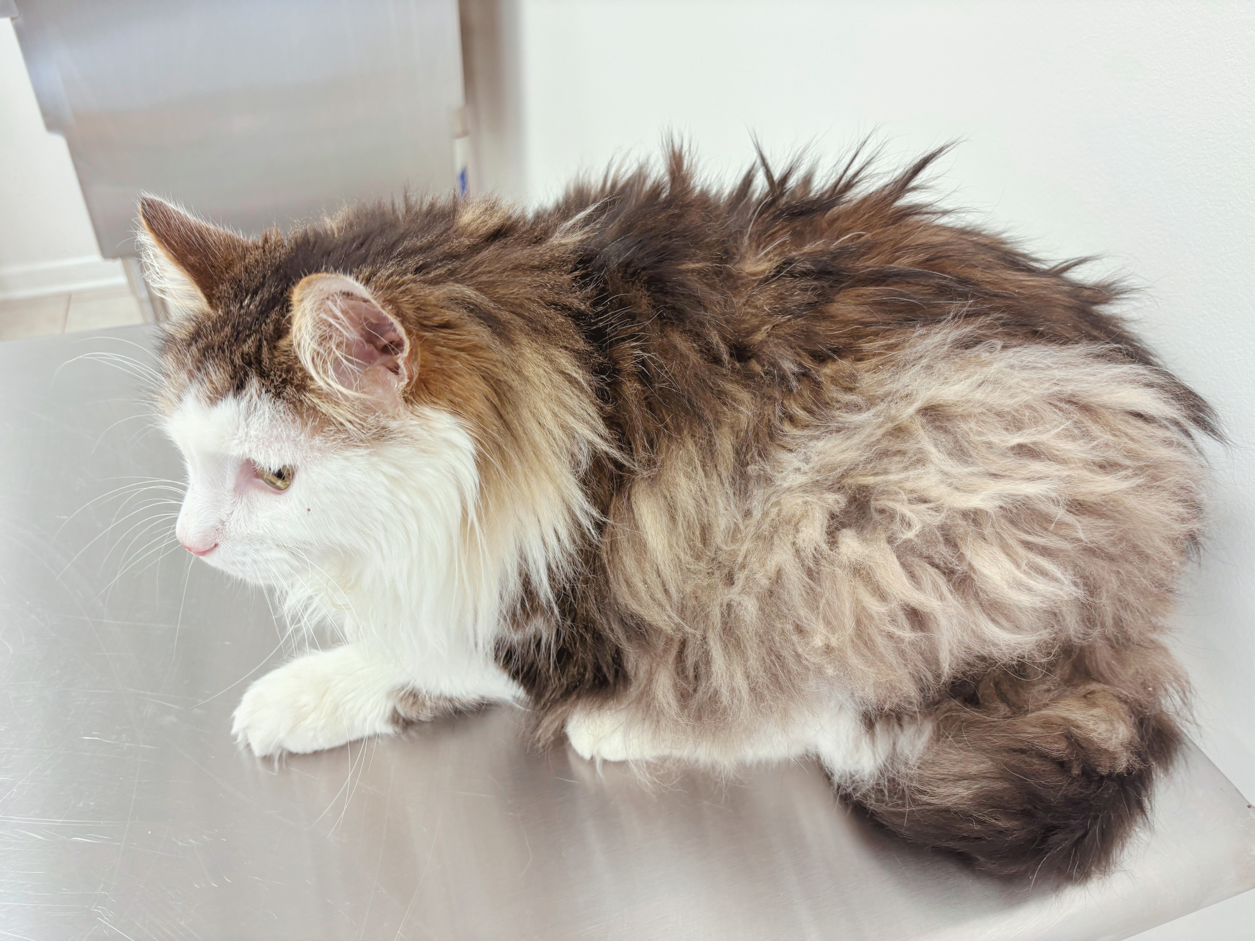 Untitled design (7).png