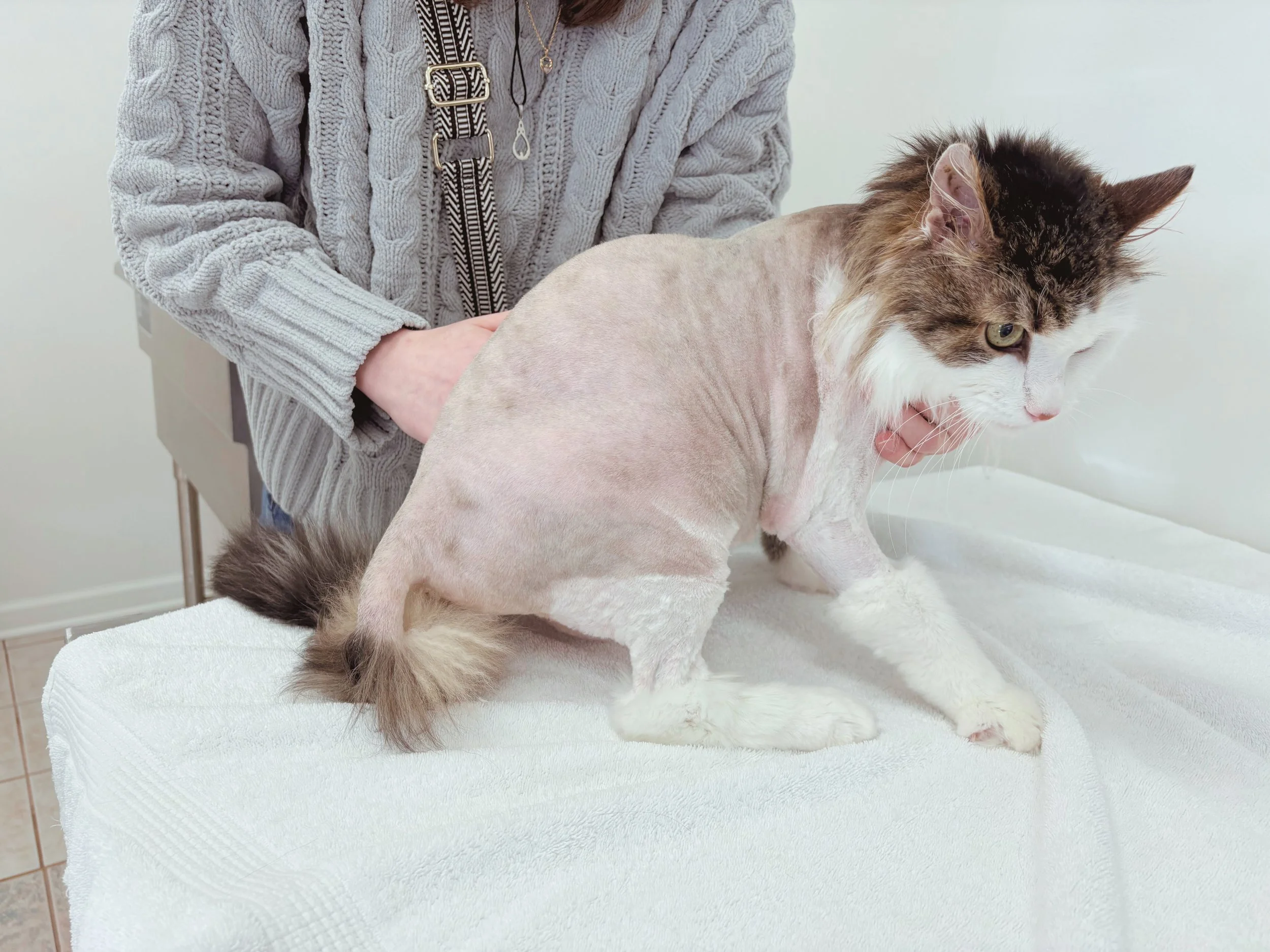 After: Clean, Moisturized Skin, Crisp Lines, Lion Cut