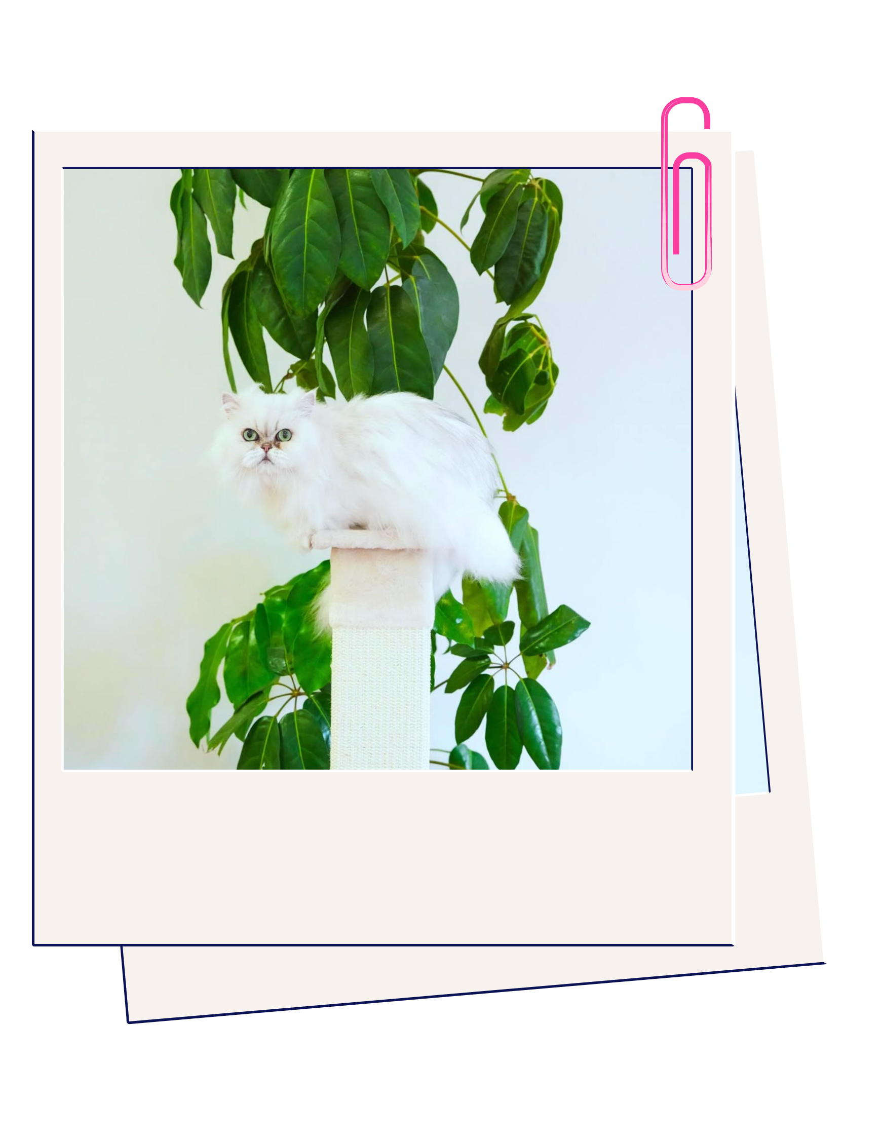 A white fluffy cat with green eyes sitting on a beige cat tree against a background of green leafy plants.
