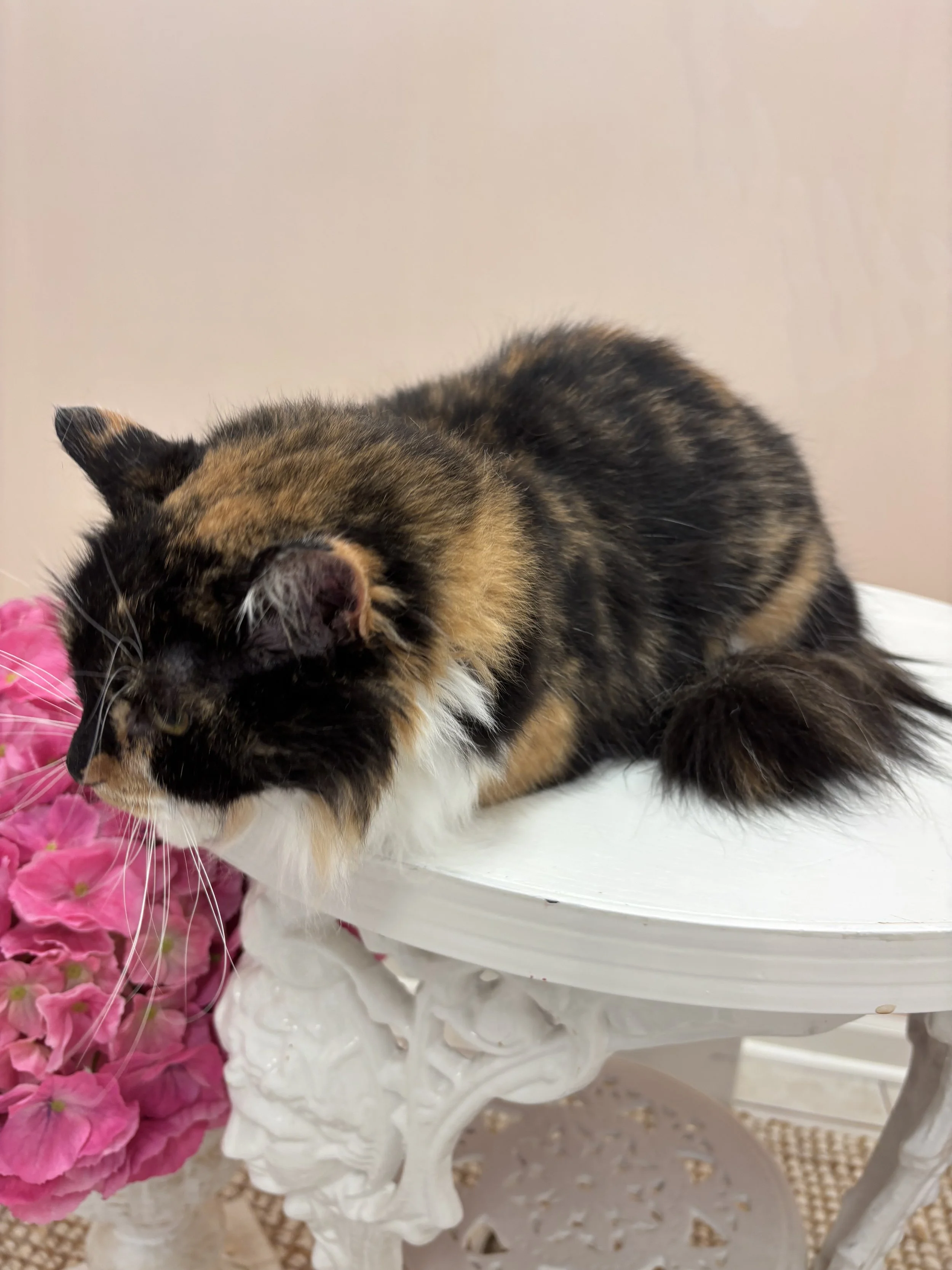 Mochi degreasing bath for calico cat standing on a table. 