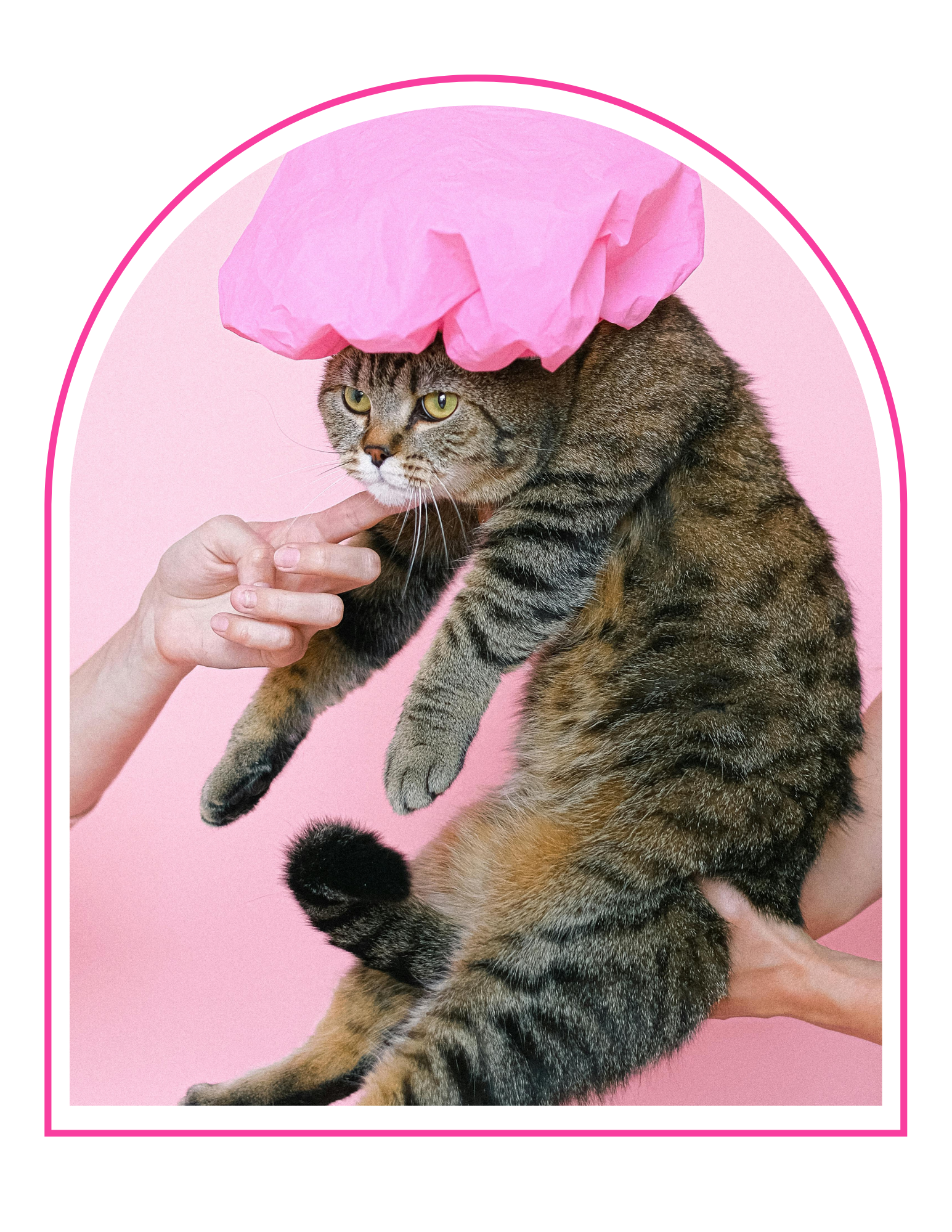 A person holding a tabby cat with a pink paper hat on its head against a pink background.