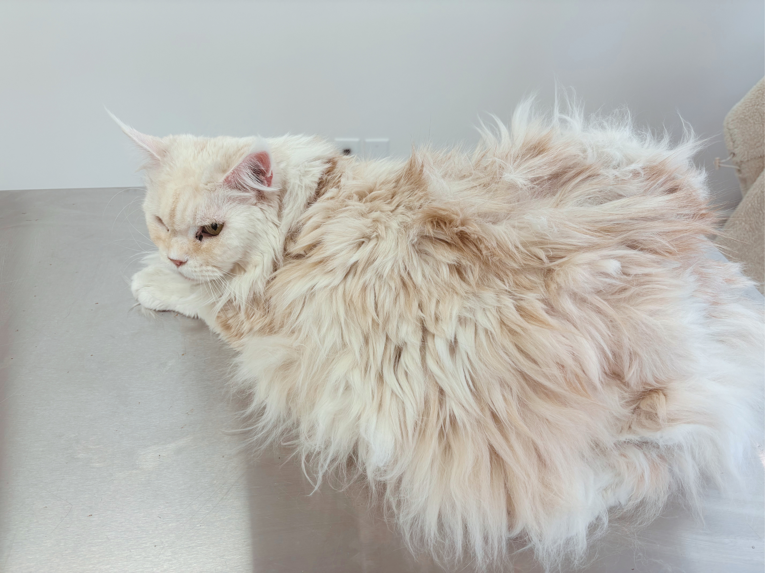 Untitled design (8).png