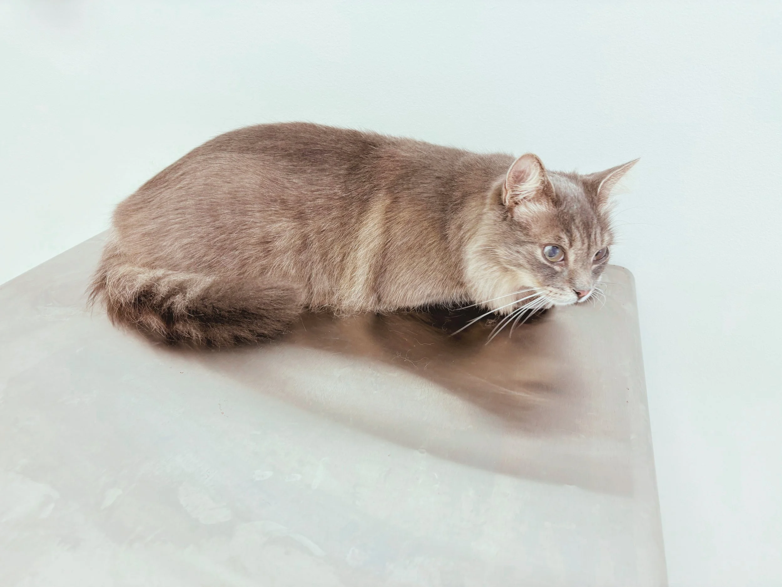 After: Degreased, Brilliant, Softness Restored, Long-Haired Minimalist Service