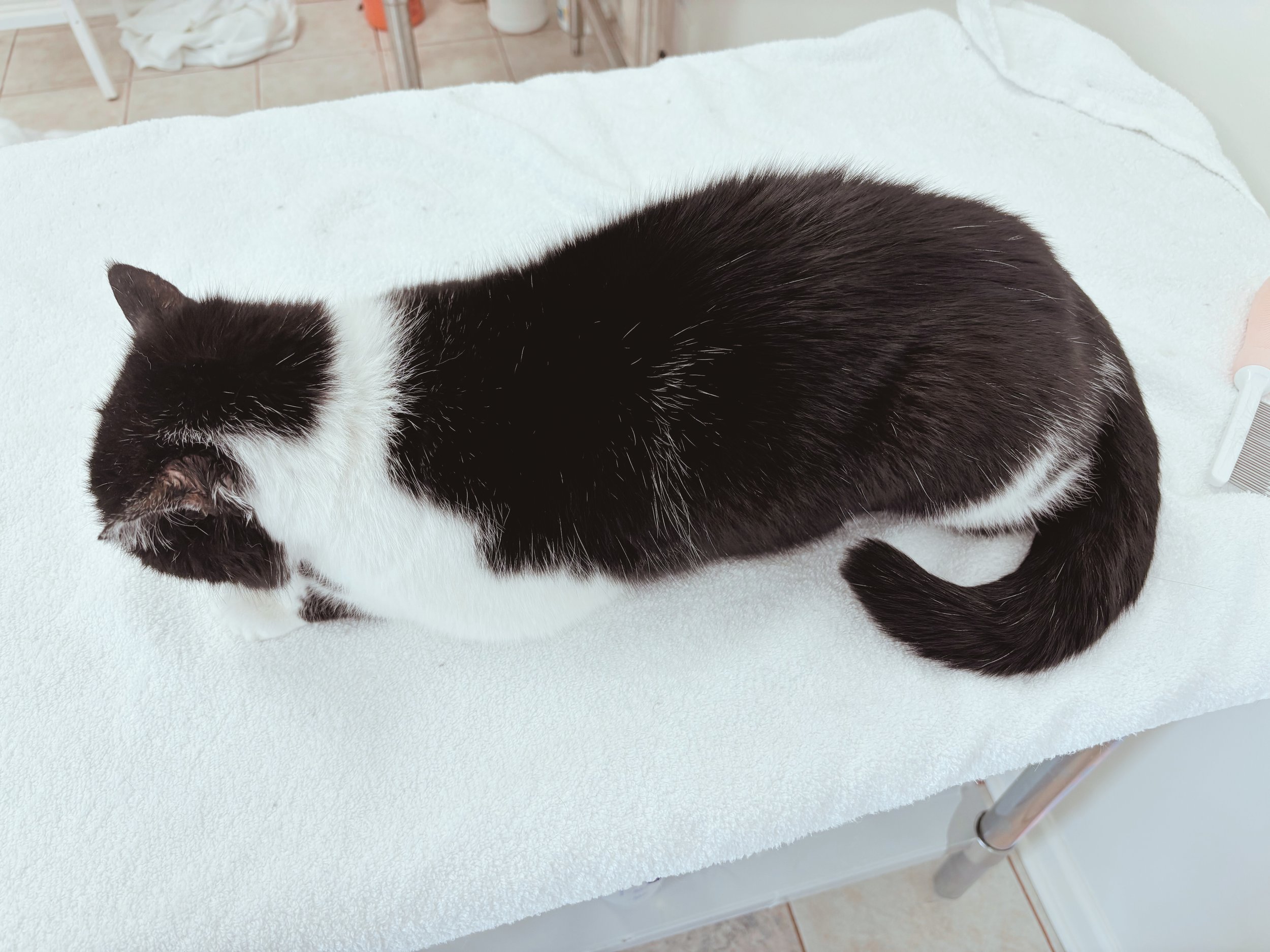 After: Restored Coat's Color, Added Shine, Degreased, Eliminated Dandruff, Short-Haired Minimalist