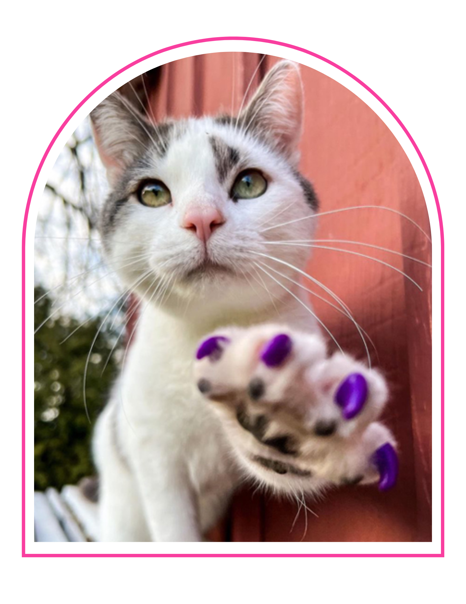 Close-up of a white cat with black markings reaching towards the camera with a paw that has purple-painted nails, set against a background with wooden and outdoor elements.