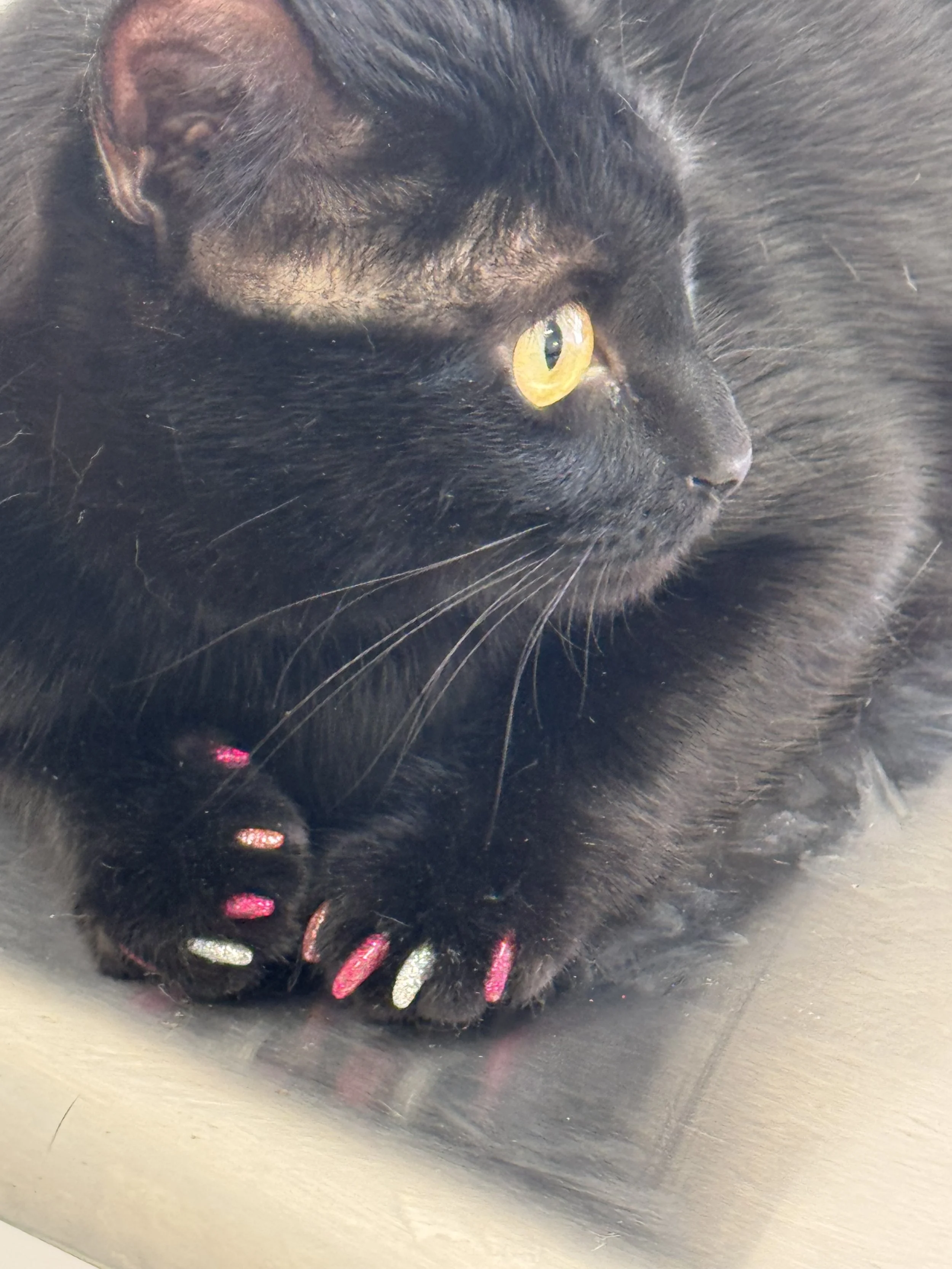 Close-up of a black cat with yellow eyes, lying on a reflective surface with its paws crossed, showing pink and silver nail polish.