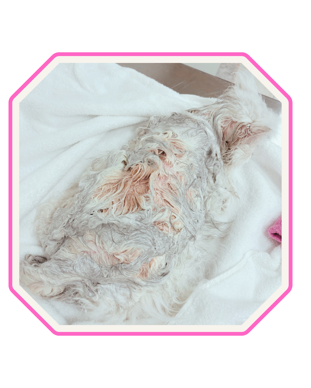 Persian cat with flea dirt blood on her coat.