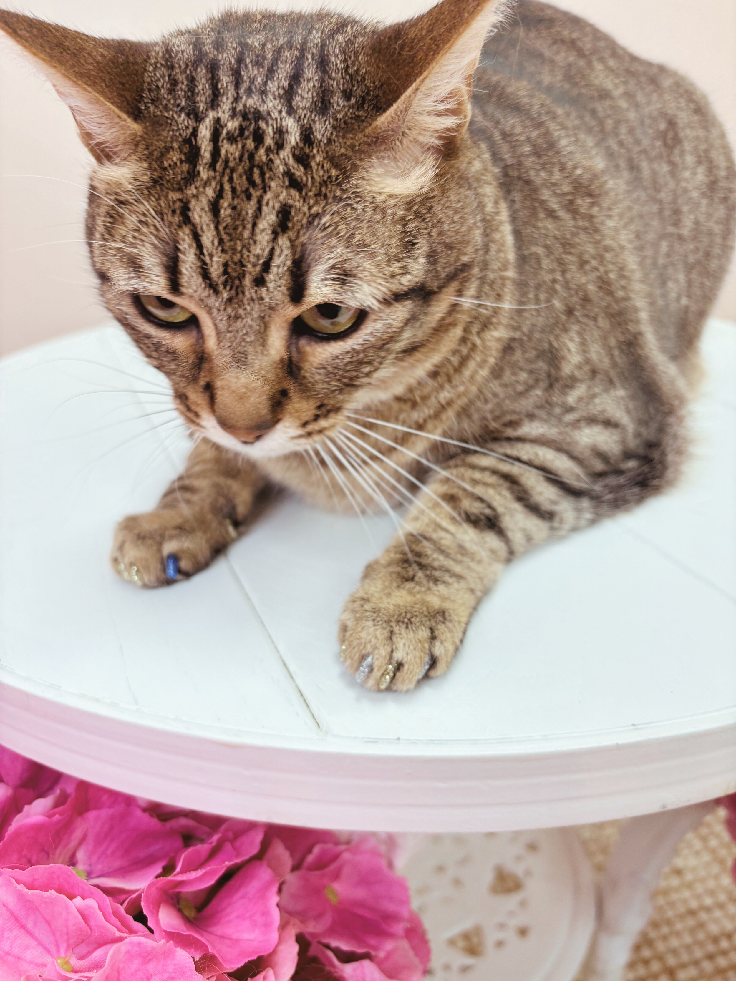 After: Nail Caps to Protect Furniture & Toddlers