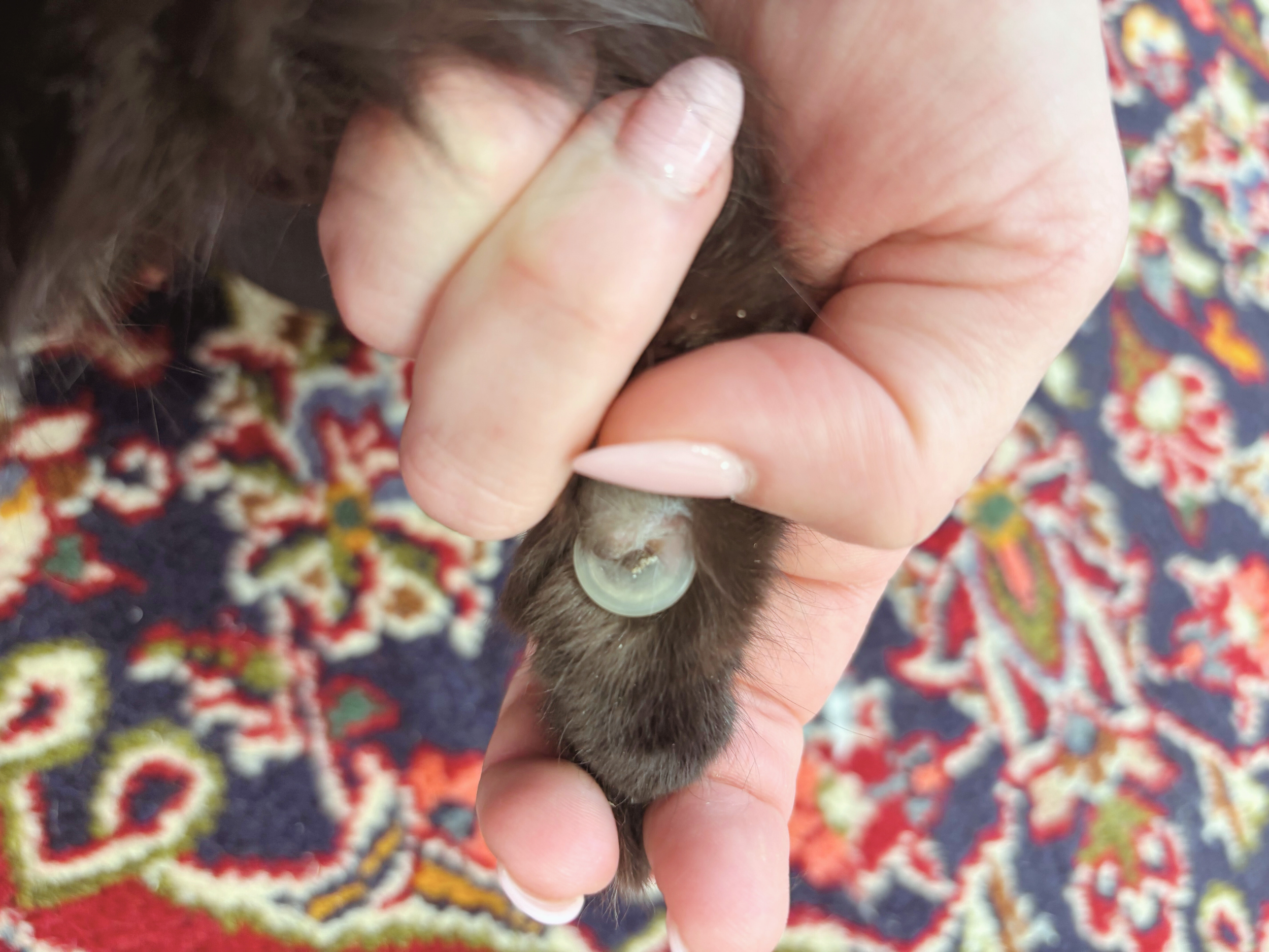 Untitled design (23).png