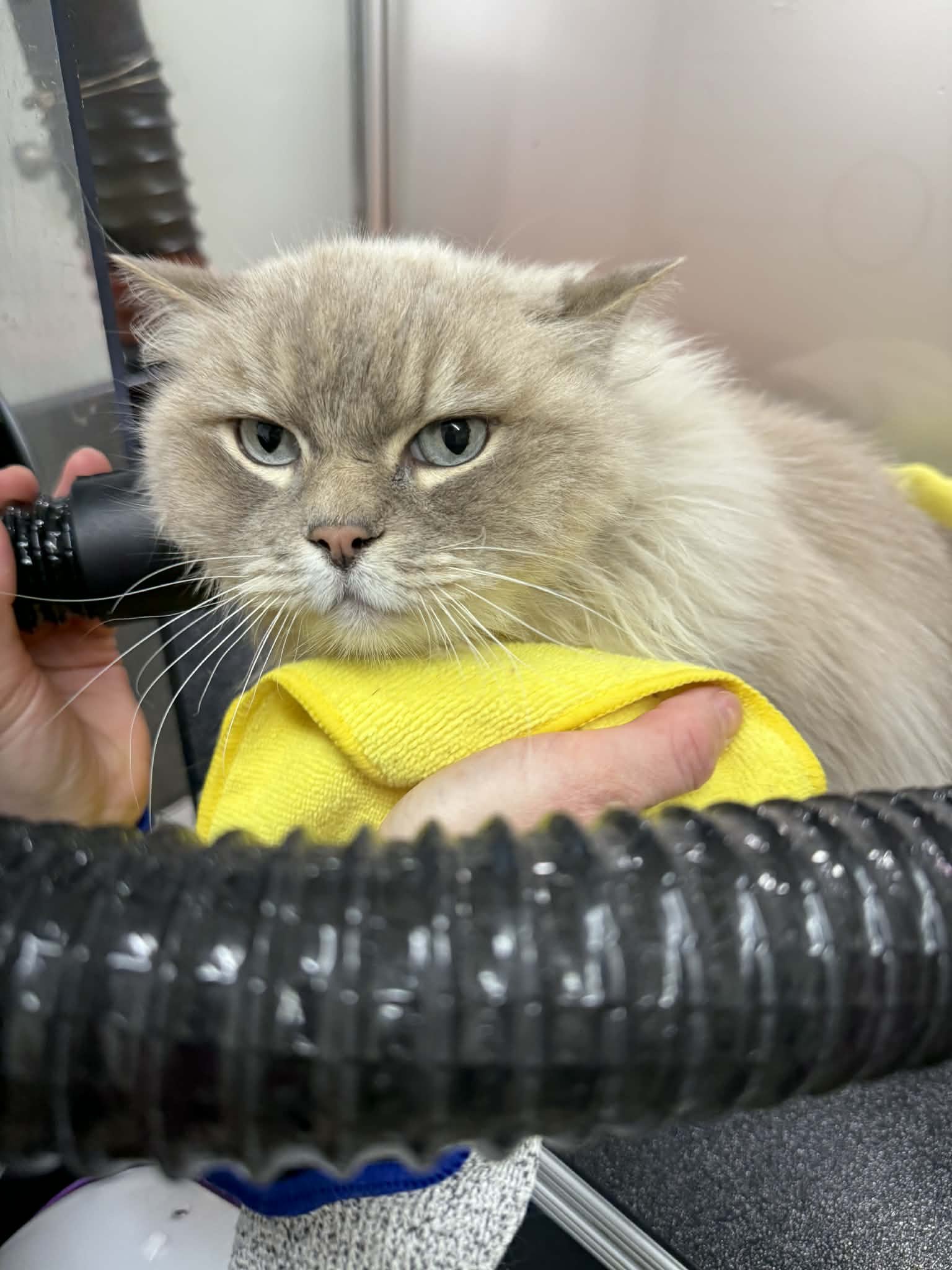 Professional Blow Out for Bathing Services
