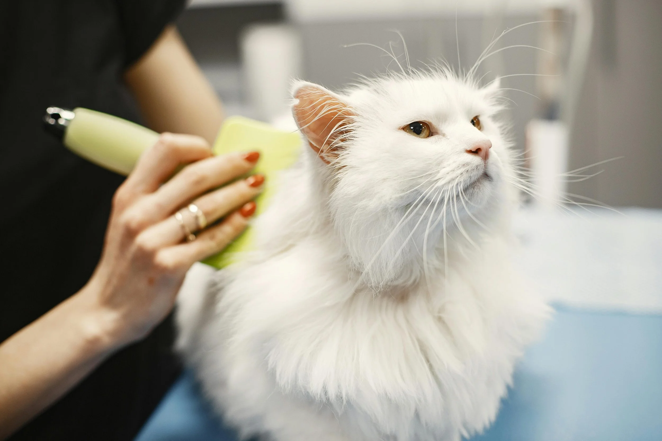 A woman grooming a long-haired white cat with a brush.