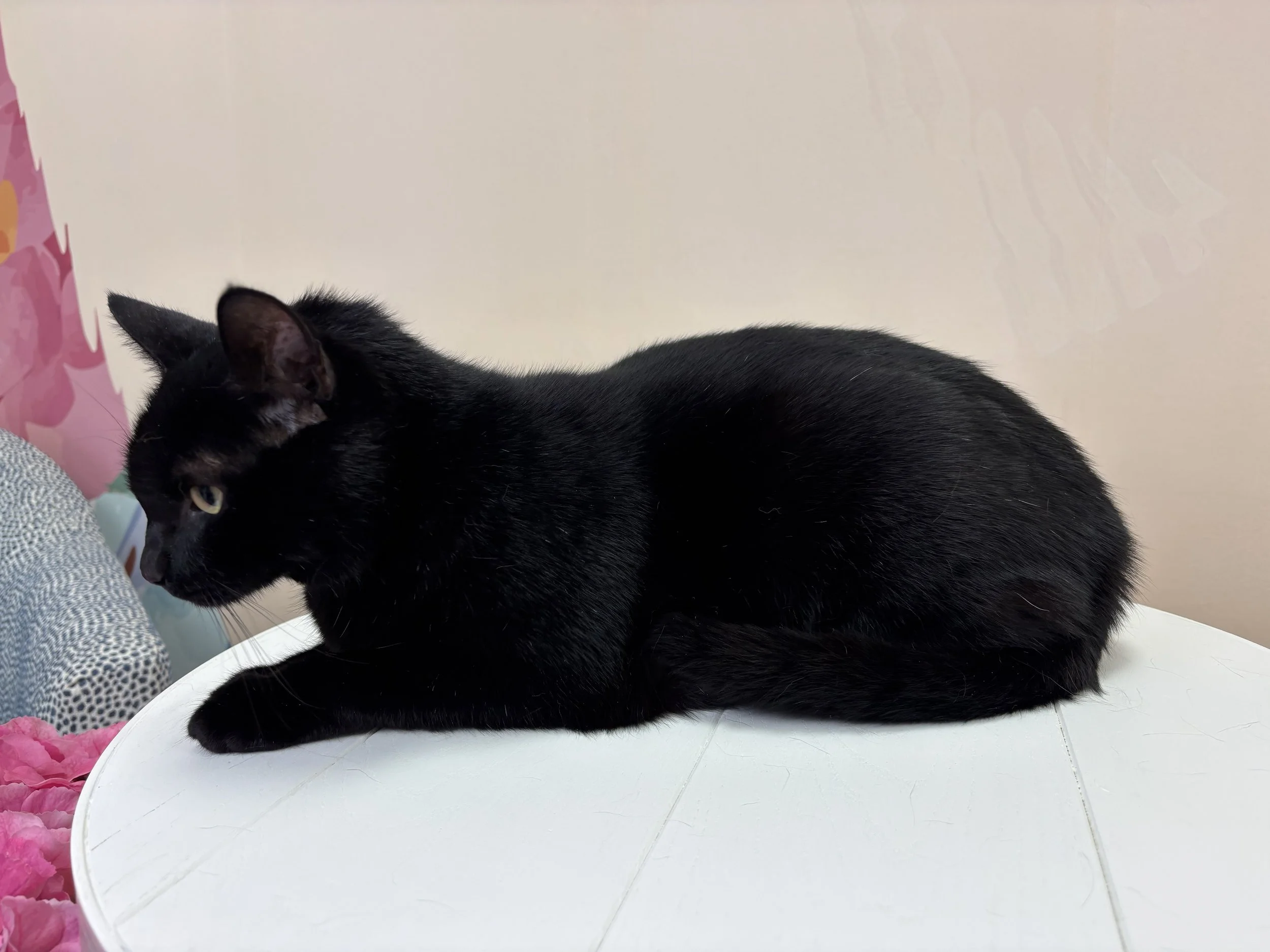 Sleek black cat fully groomed with a professional cat groomer.