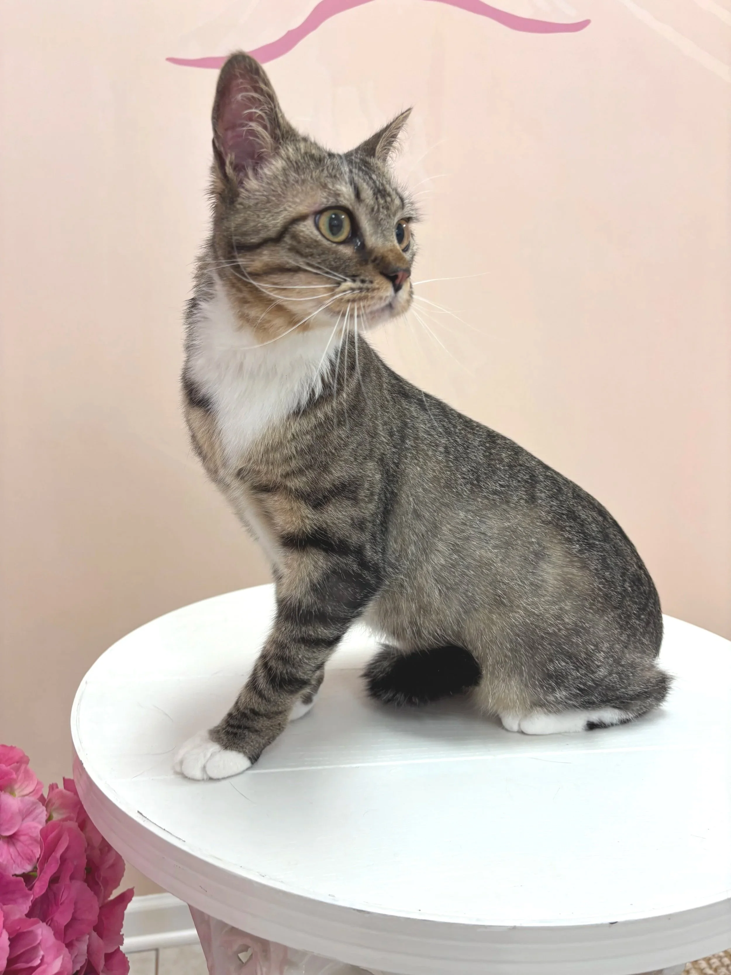 Short haired groomed cat standing on a table in a cat grooming salon.