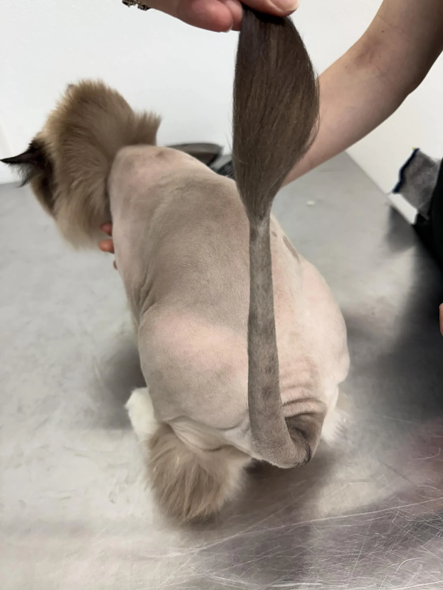 Demonstraing a pom-pom tail on a lion cut.