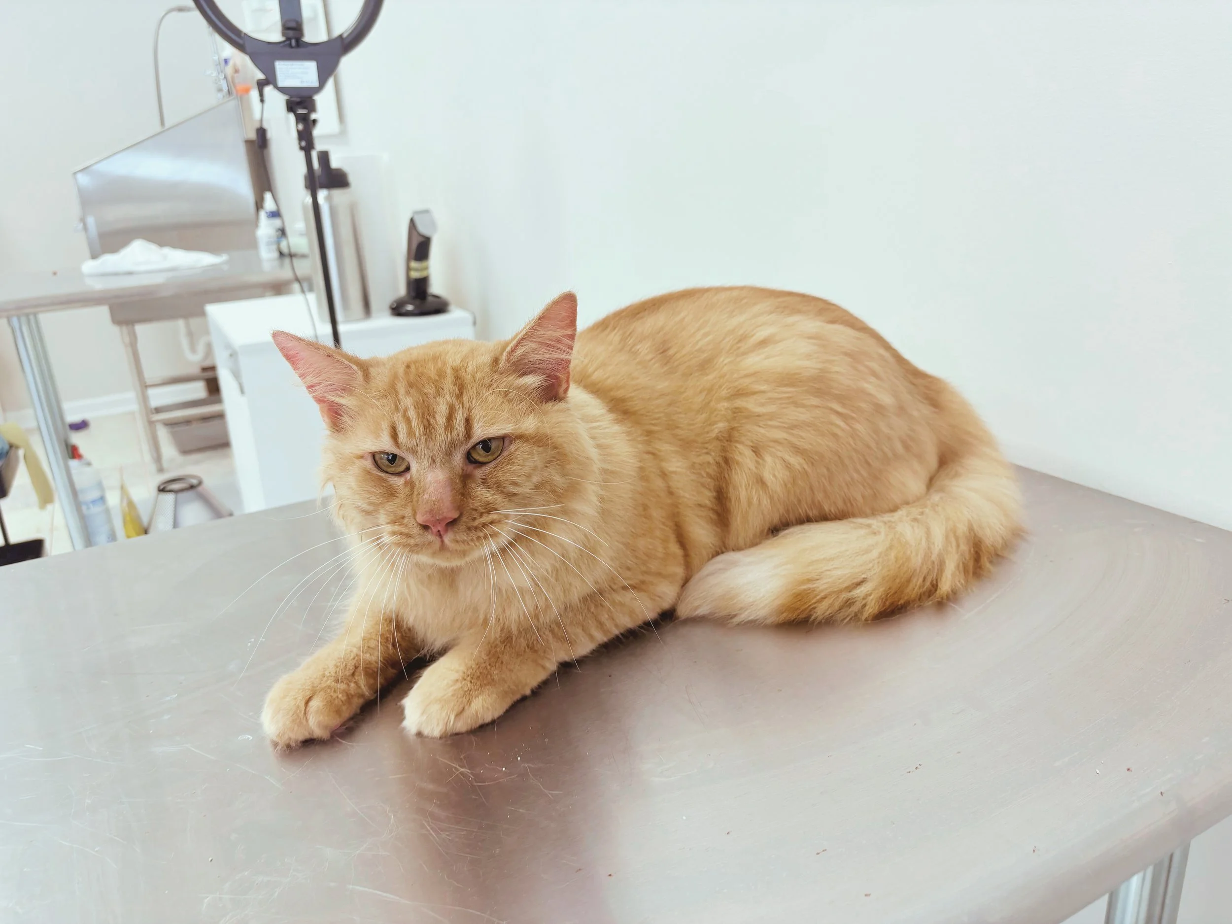 After: Degreased, Deep Conditioned, Restored the Red in His Coat, De-Shed, Long-Haired Minimalist