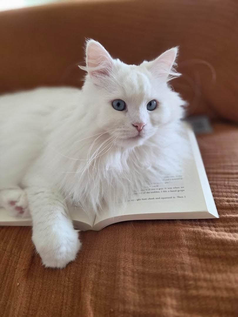 REgular client, Carly groomed in her white long coat.