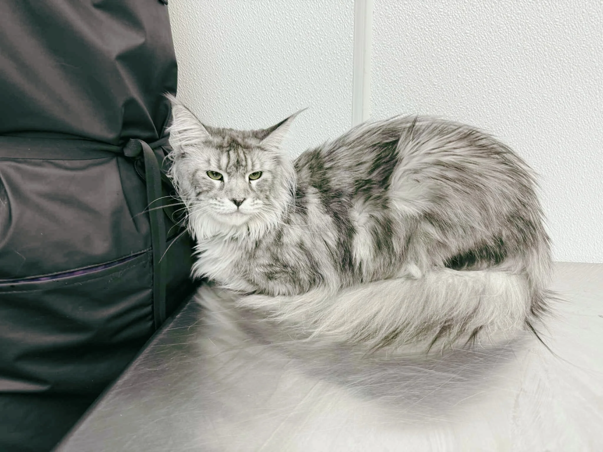 Before: Greasy, Tangled Maine Coon, Waxy Ears