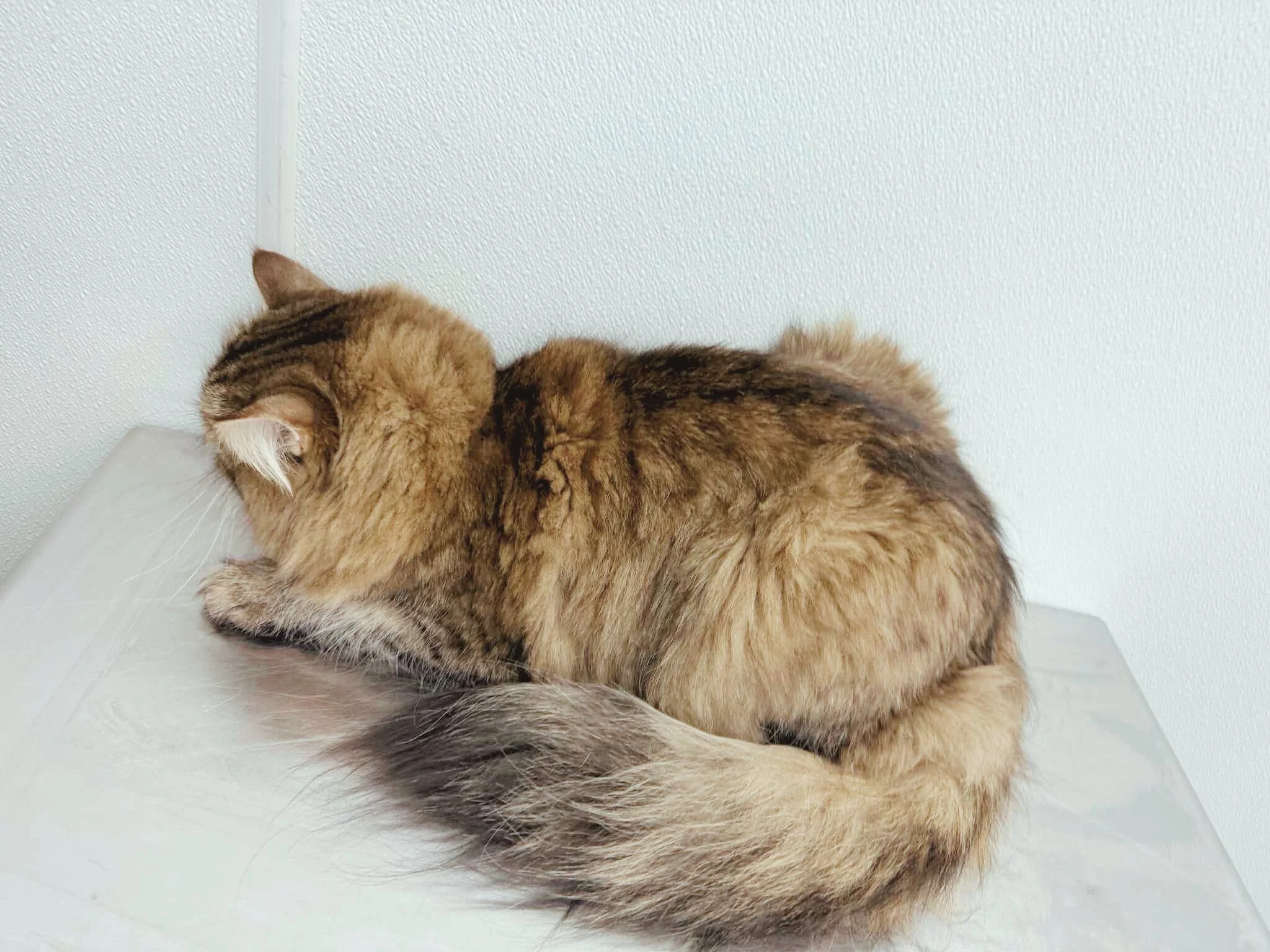 Before: Greasy Coat, Fecal Matter in Tail, Waxy Ears, Shedding