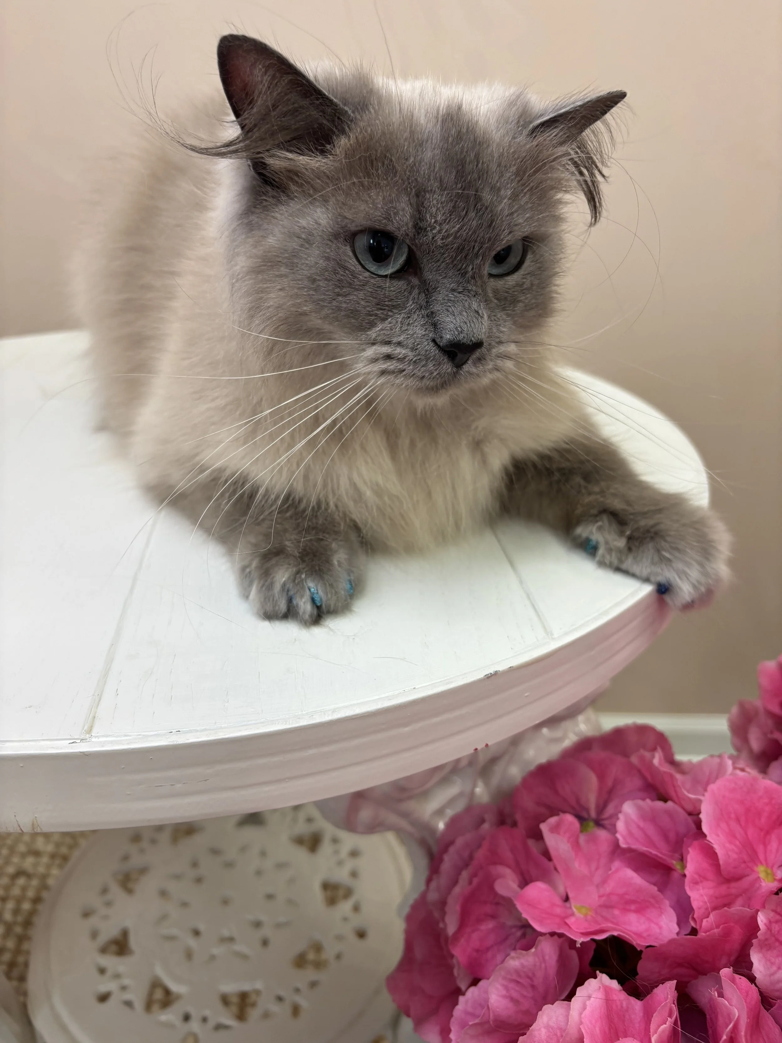 Groomed ragdoll cat with nail caps by professional cat groomer in Southern Pines. 