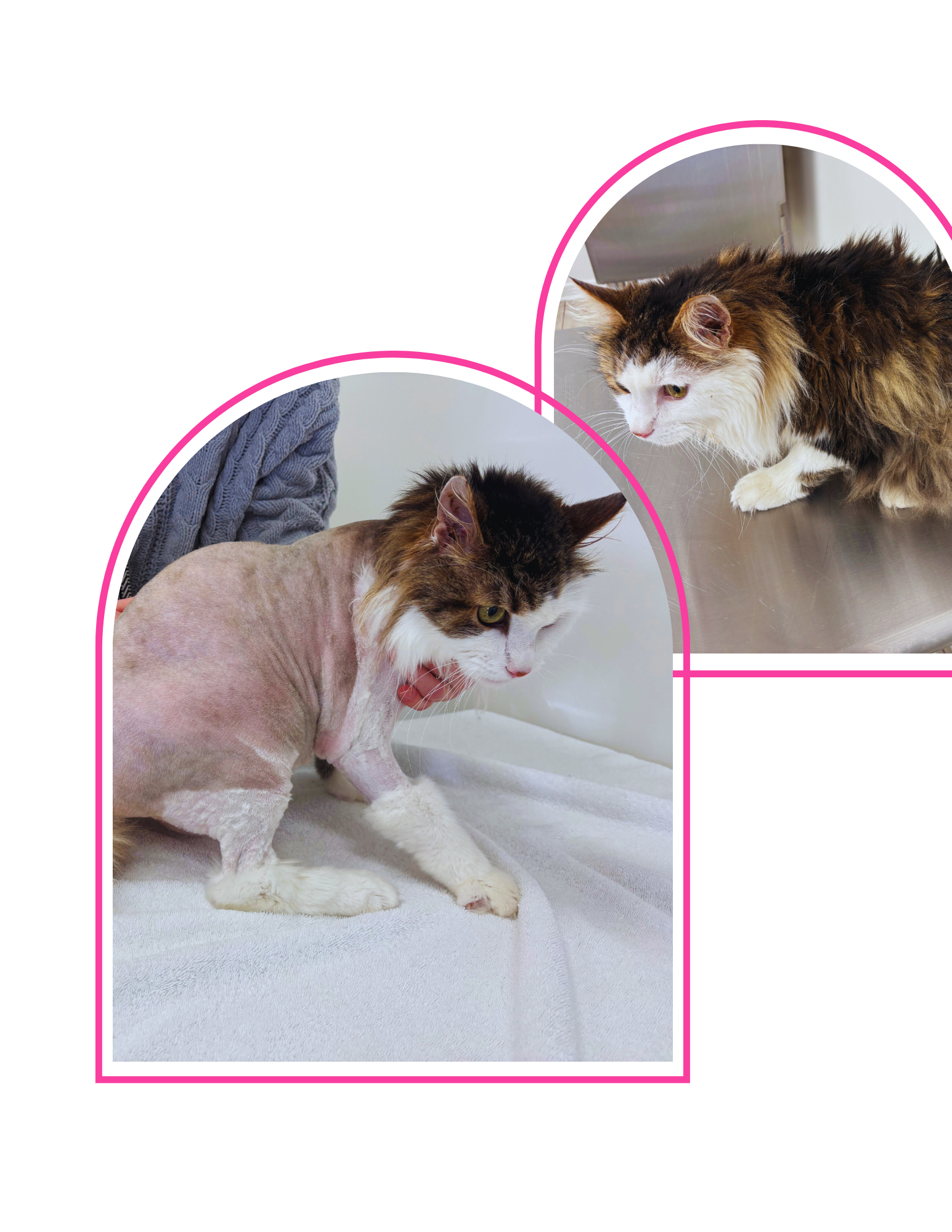 Two images of cats, one sitting on a metal surface and the other on a white towel, with a pink graphic overlay.