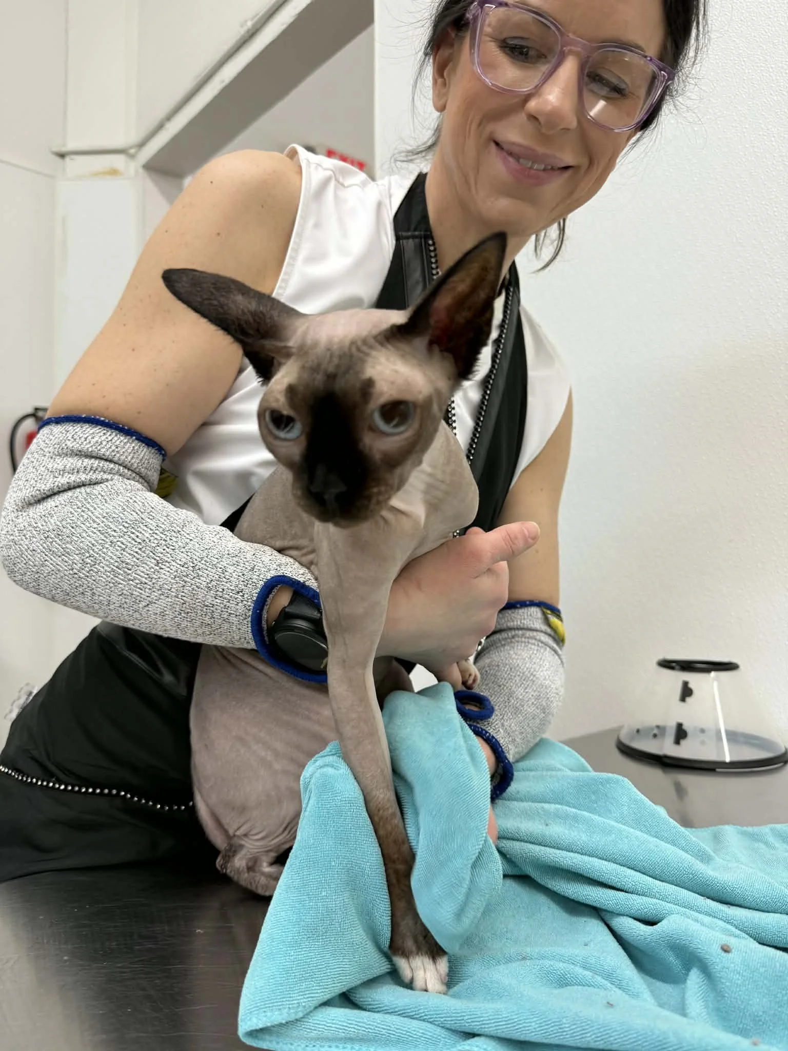 Groomed Sphynx at the cat grooming salon