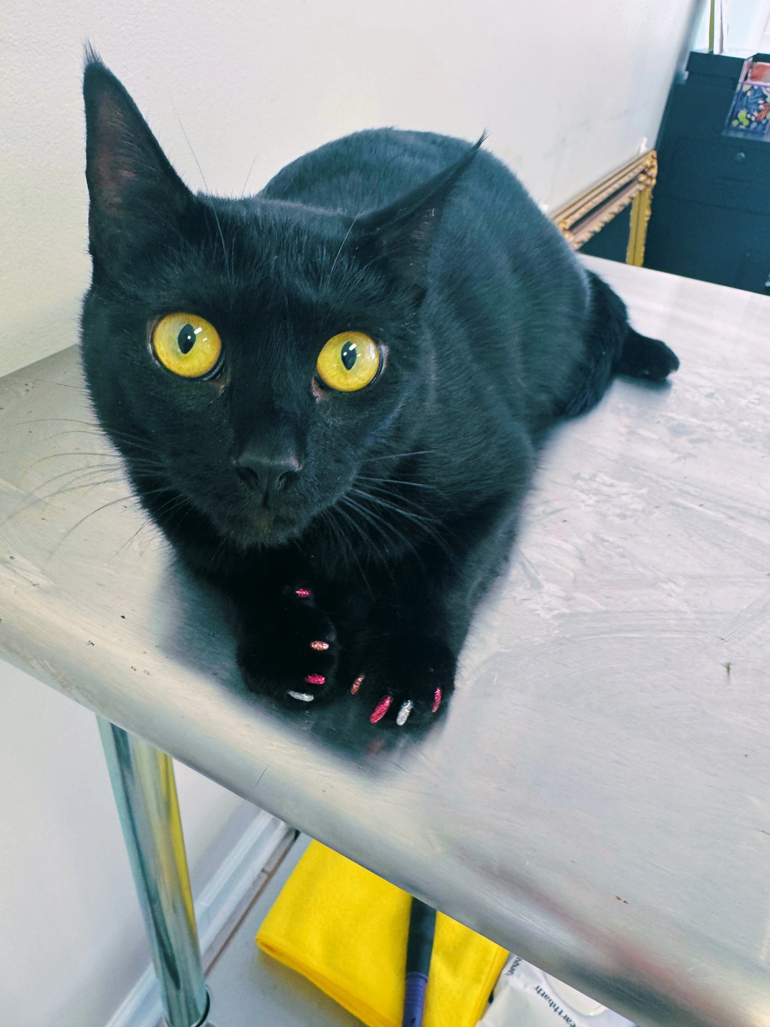 Nail Caps on black cat at the grooming salon. 
