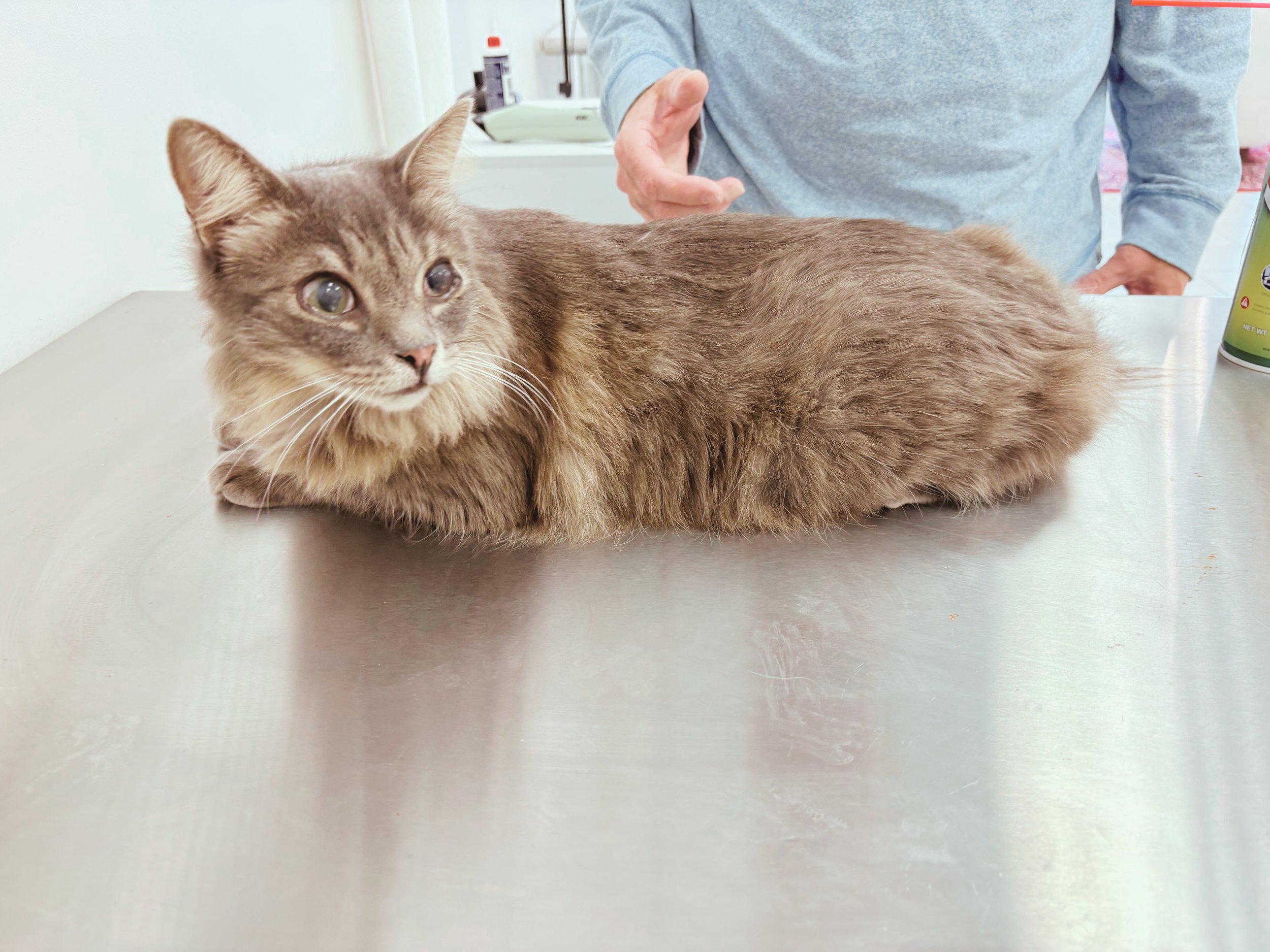 Before: Greasy, Dirty Coat, Indoor/Outdoor Kitty