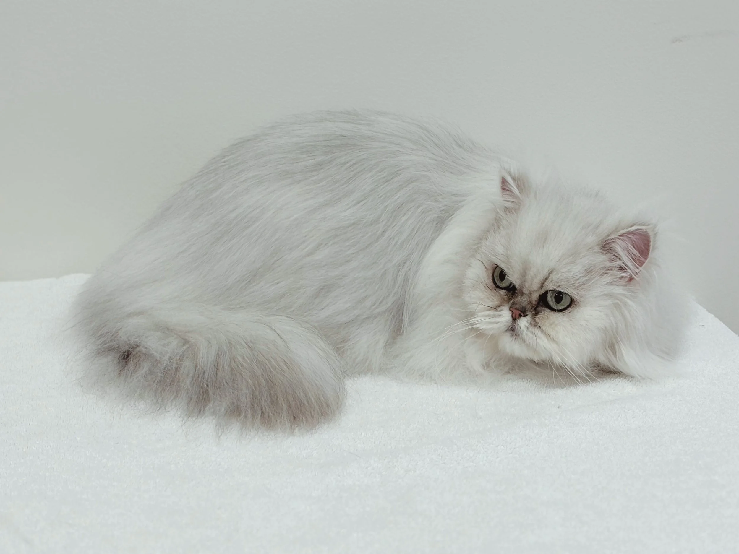 After: Degreased, Deep Conditioned Coat, Silkiness Restored, Tear Stains Treated, Long-Haired Minimalist Service