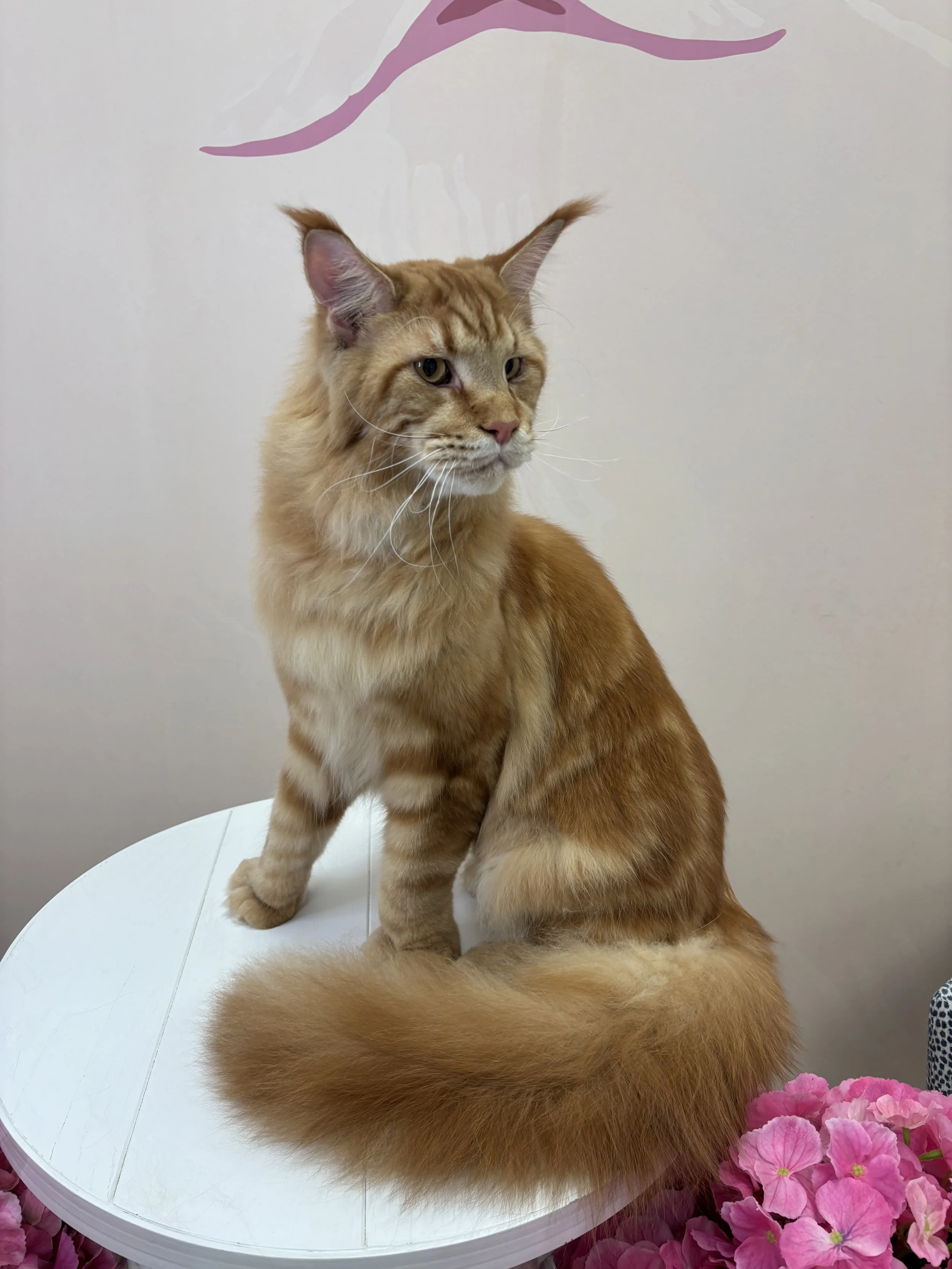 Maine Coon groom in salon using gold on gold shampoo.