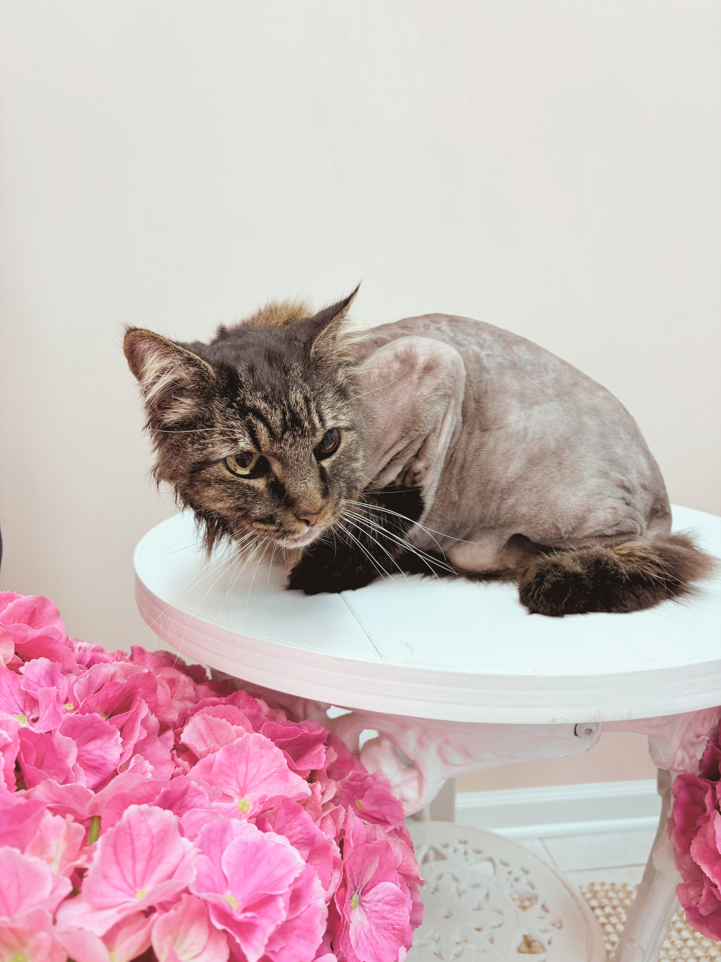 After: Removed Mats, Moisturized Skin and Coat, Cleaned Ears of Waxy Buildup, Wiped Crust from Eyes, Lion Cut Service