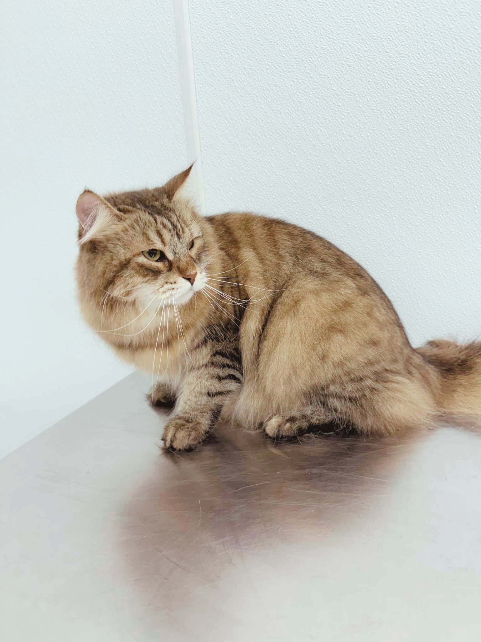 Long Haired bathed cat in grooming salon. 