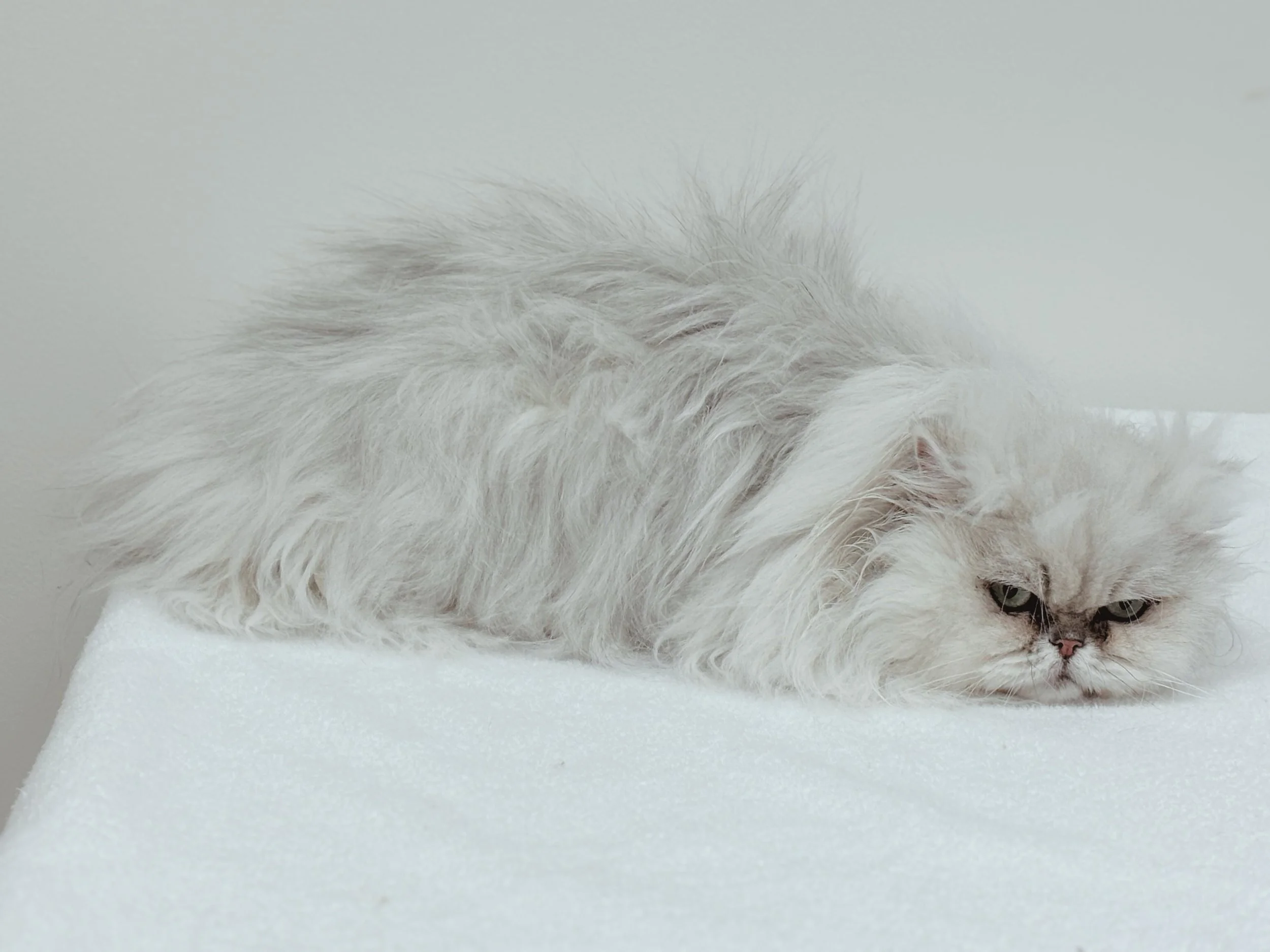 Before: Greasy, Tear Stains, Tangled Coat, Mats