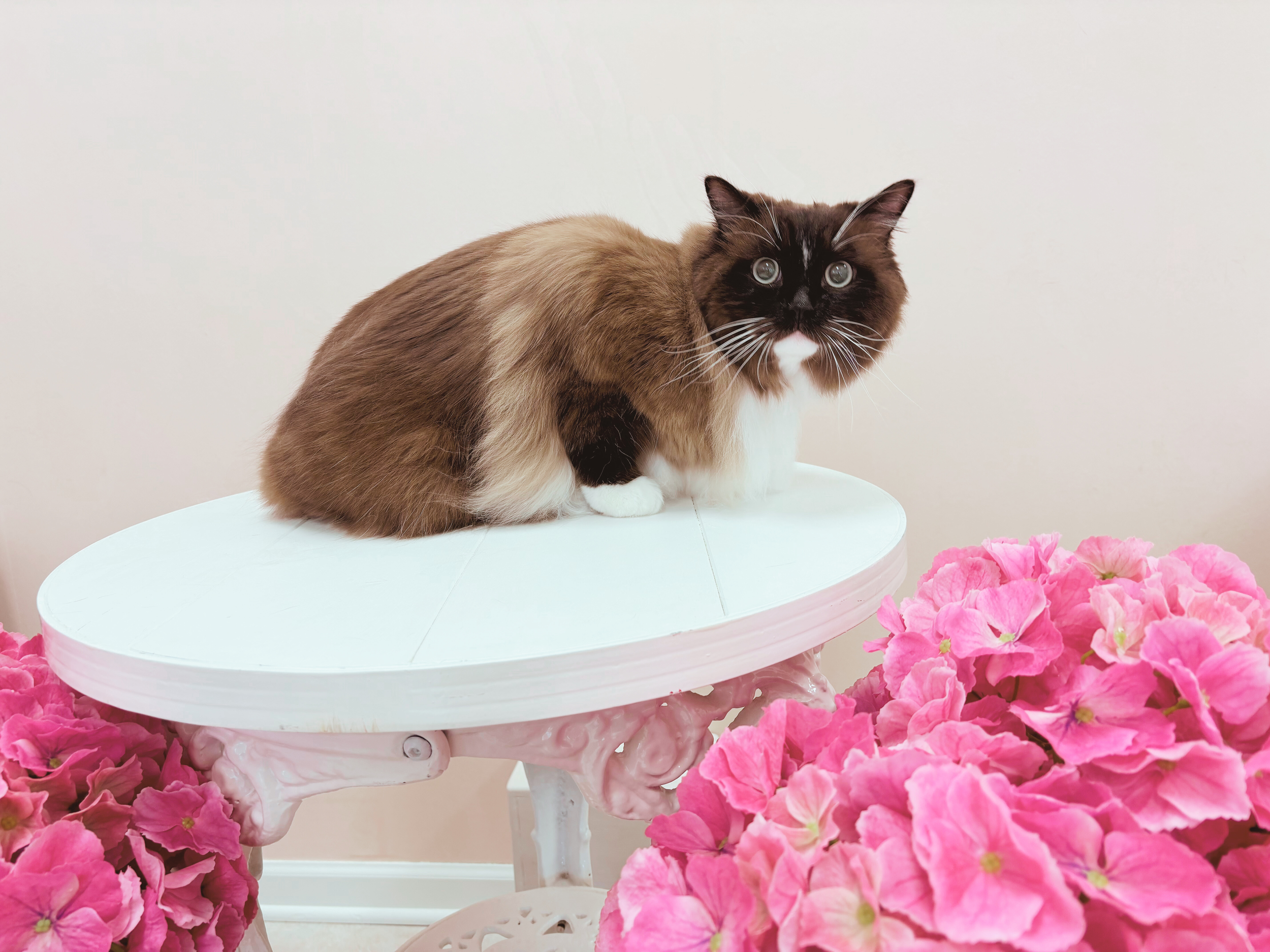 After: Degreased Coat, De-Shed, Long-Haired Minimalist Service